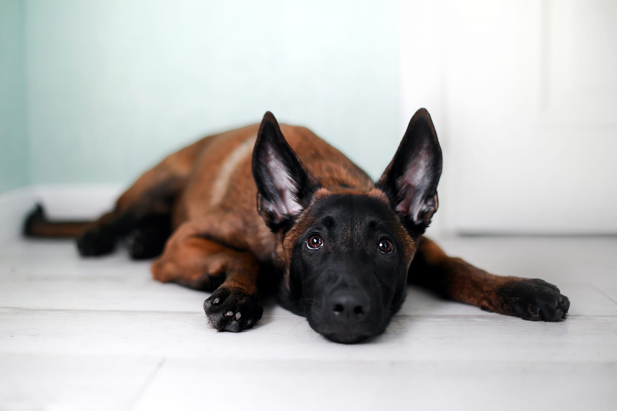 Фотограф-анималист Mary Mart — Москва, Питер