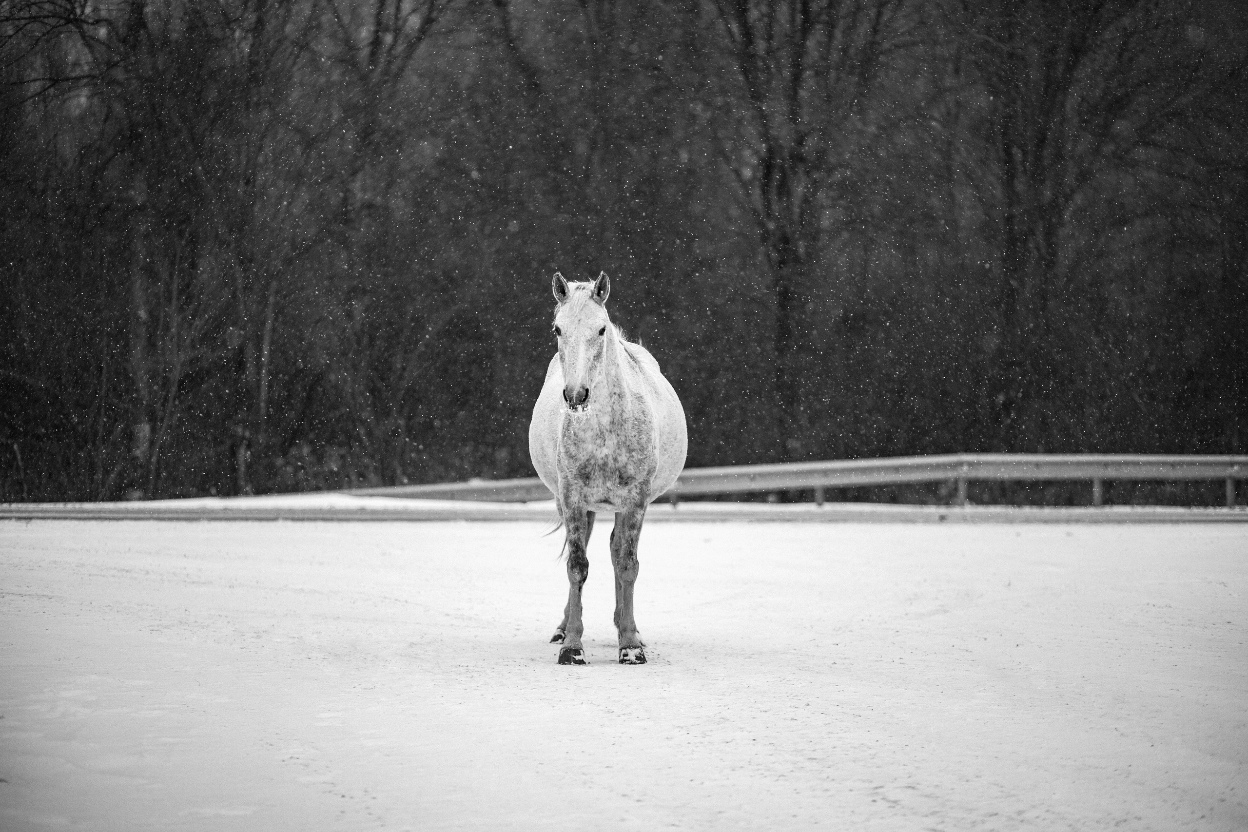 Улицы Люди на улицах Природа Животные — фотограф Оля Волчкова