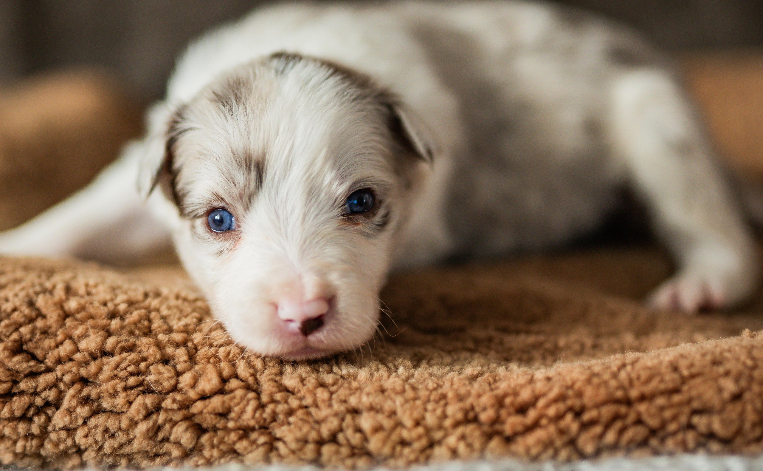 Фритсвит. Семейный фотограф Ефремова Виктория