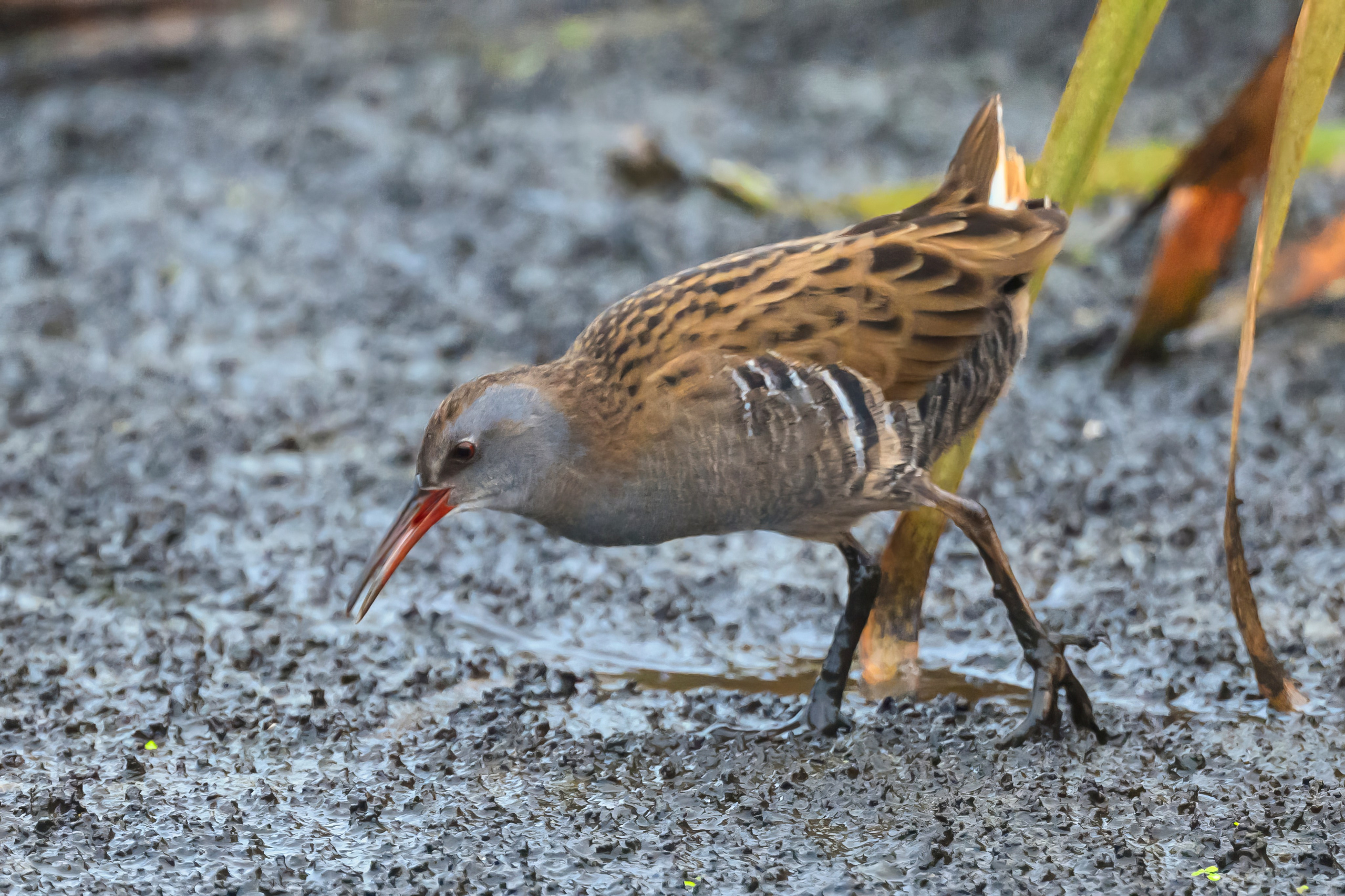 Водяной пастушок и кормовой стог ондатры. Wildlife photography by Sergey Puponin