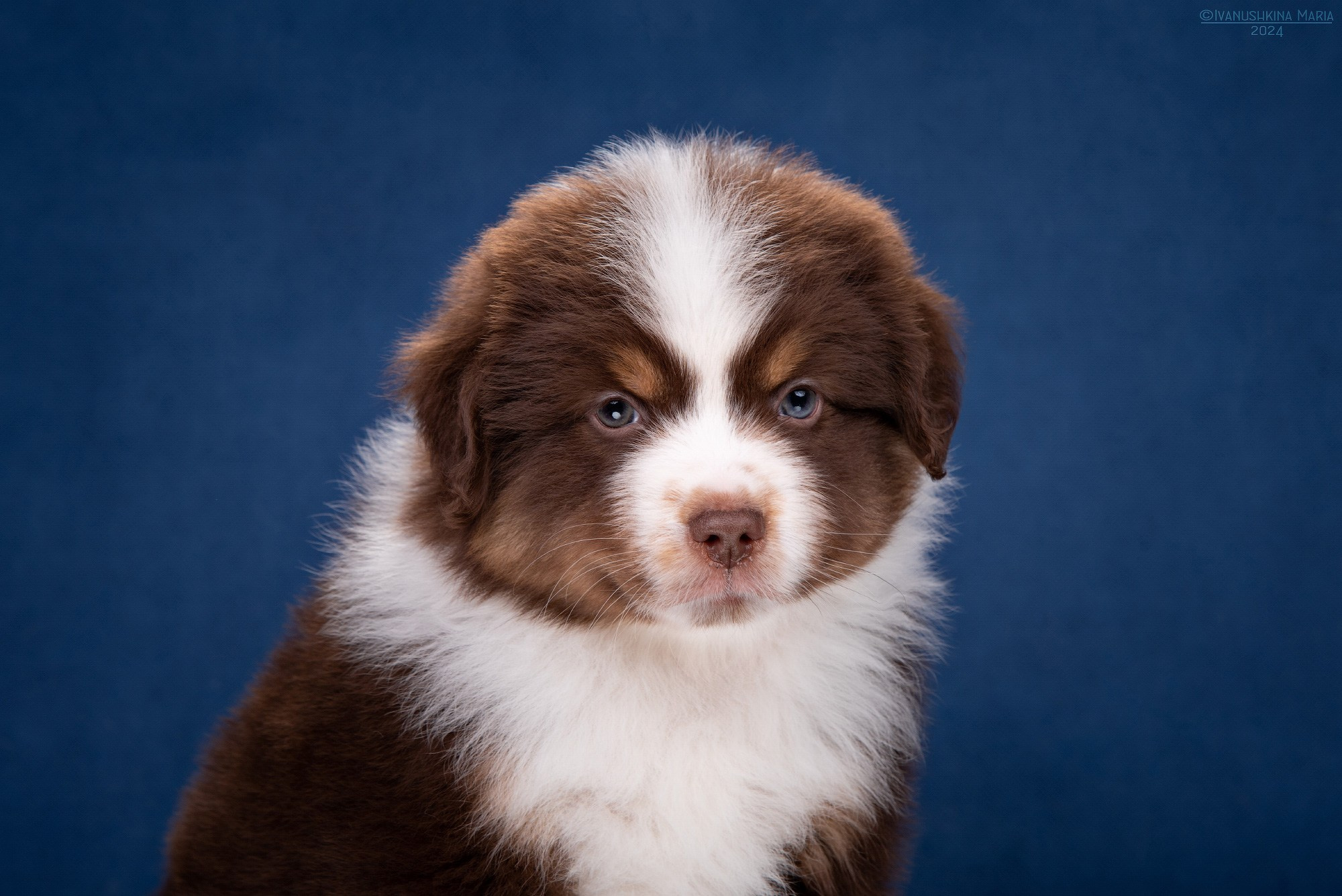 Фотосессия щенков на фонах. Фотограф собак в Москве и Московской области Иванушкина Мария