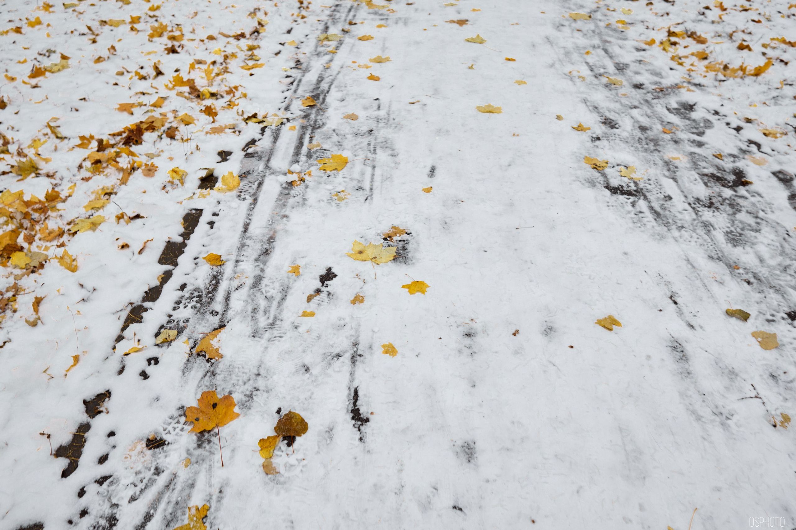 «Иду лесом». Кофе лофт в Братцево. Фотографъ Сергѣевъ. Поймать мгновеніе