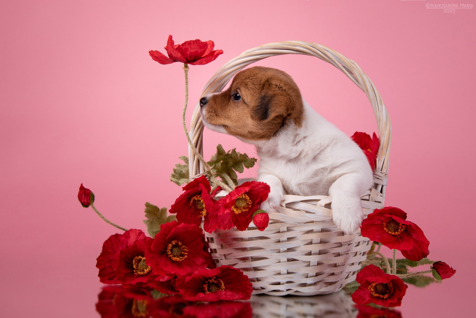 джек рассел терьер