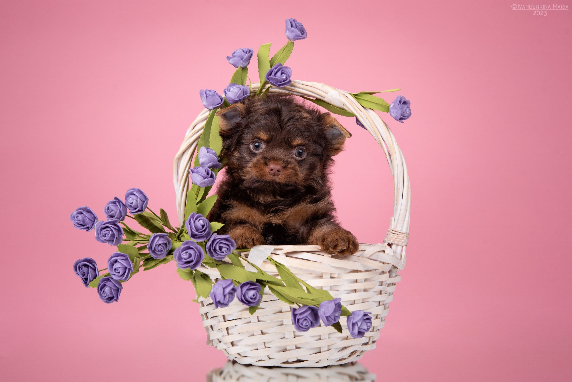 щенок йорка