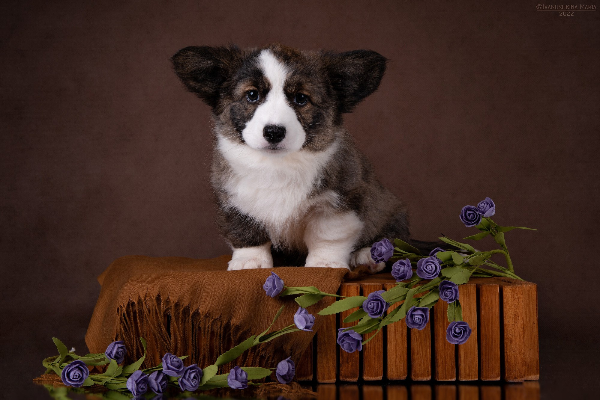 Фотосессия щенков на фонах. Фотограф собак в Москве и Московской области Иванушкина Мария