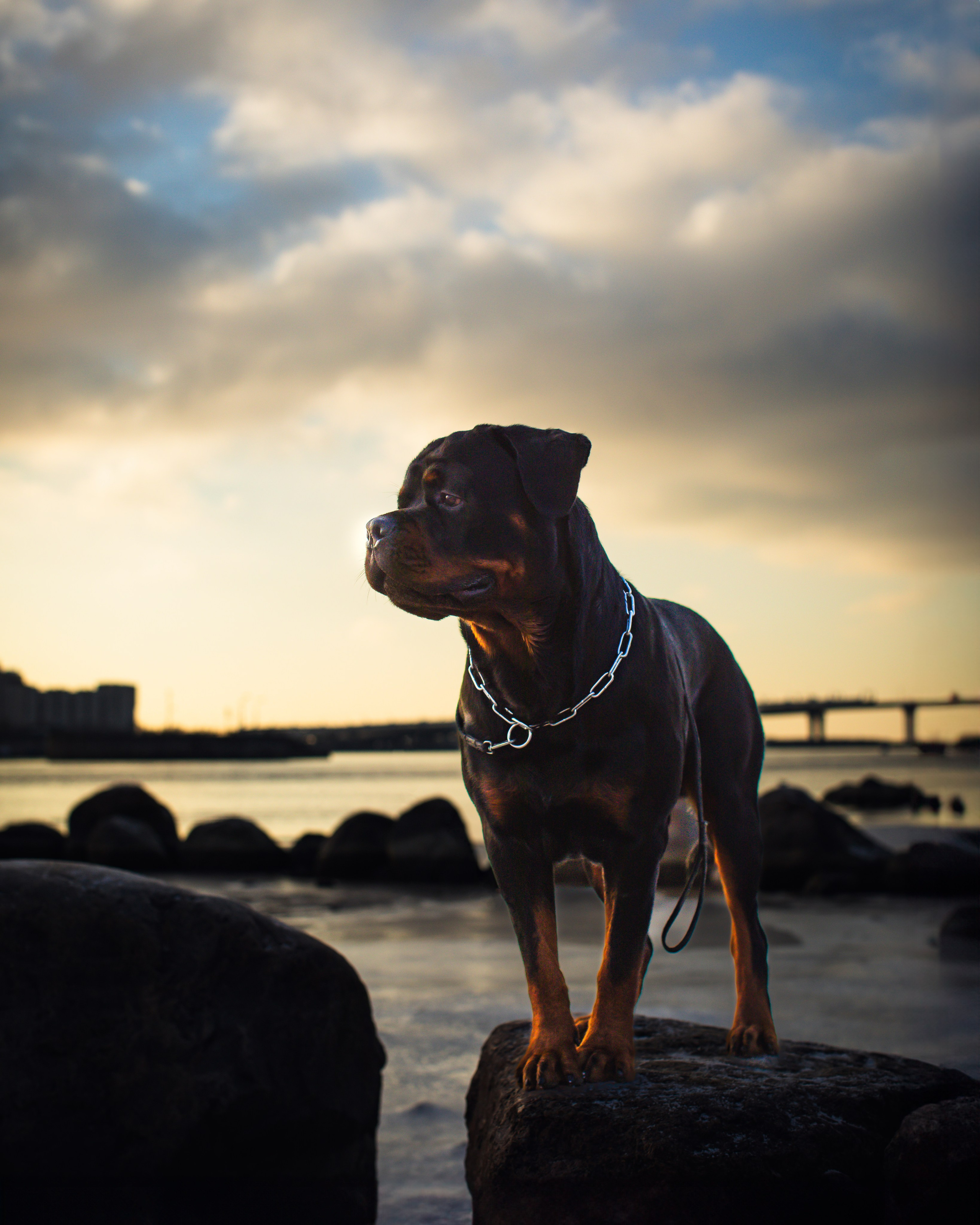 Портретная и семейная съемка. Фотограф анималист