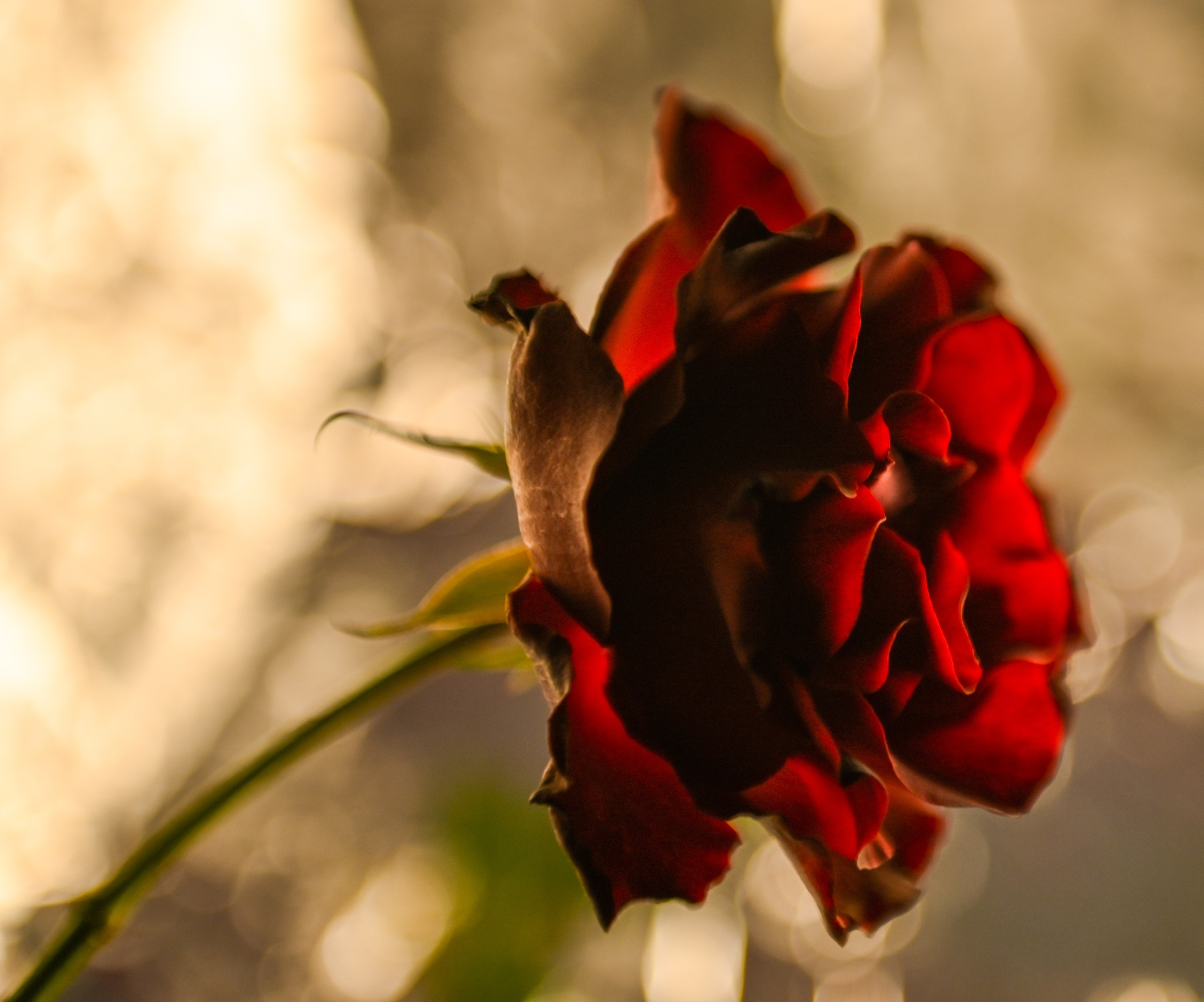 Фотограф в Краснодаре Ольга Бадюк