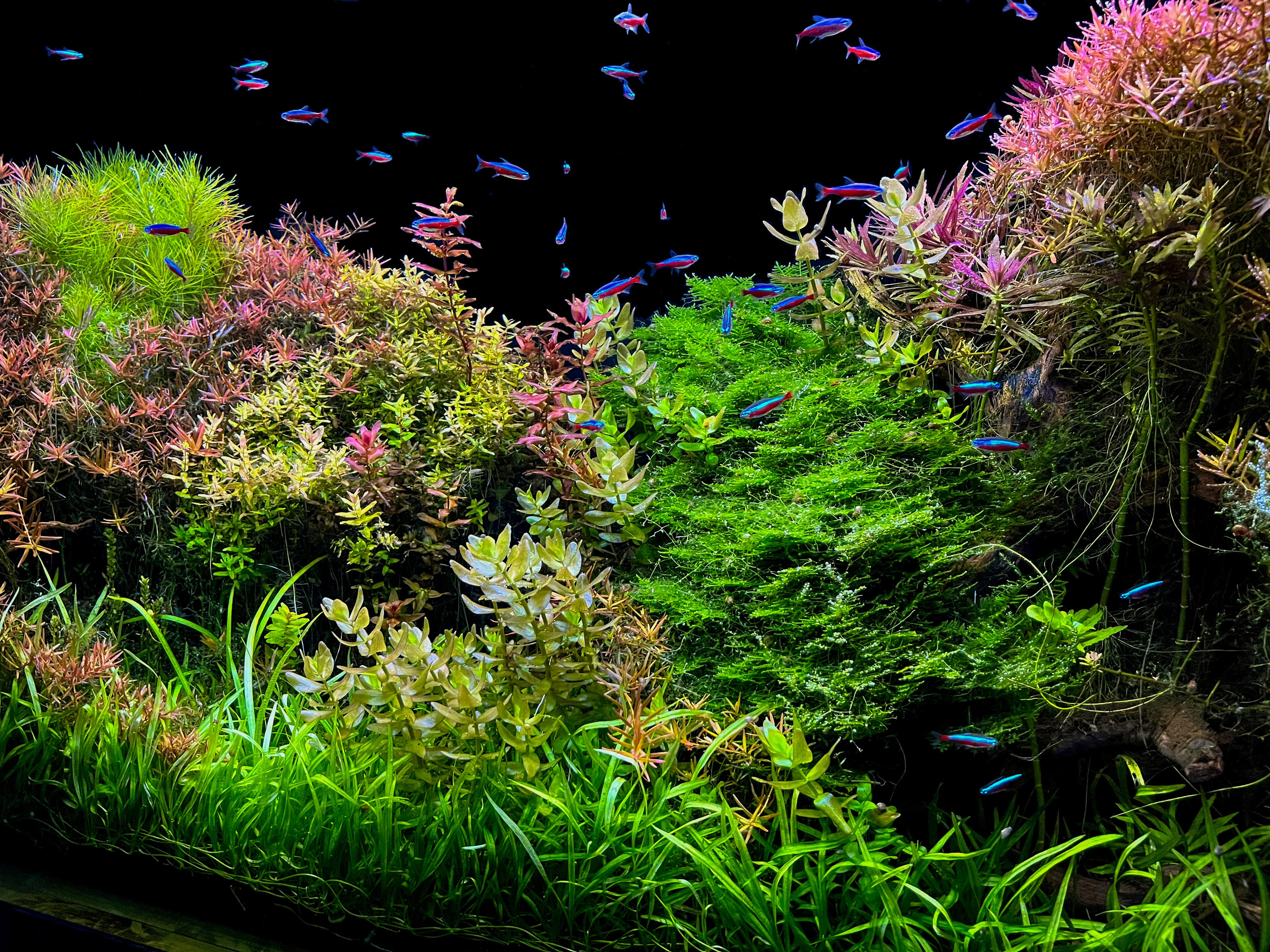 Формы жизни | ADA Галерея Москва. Аквариумист Максим Ерёмин. Aqua Maxim