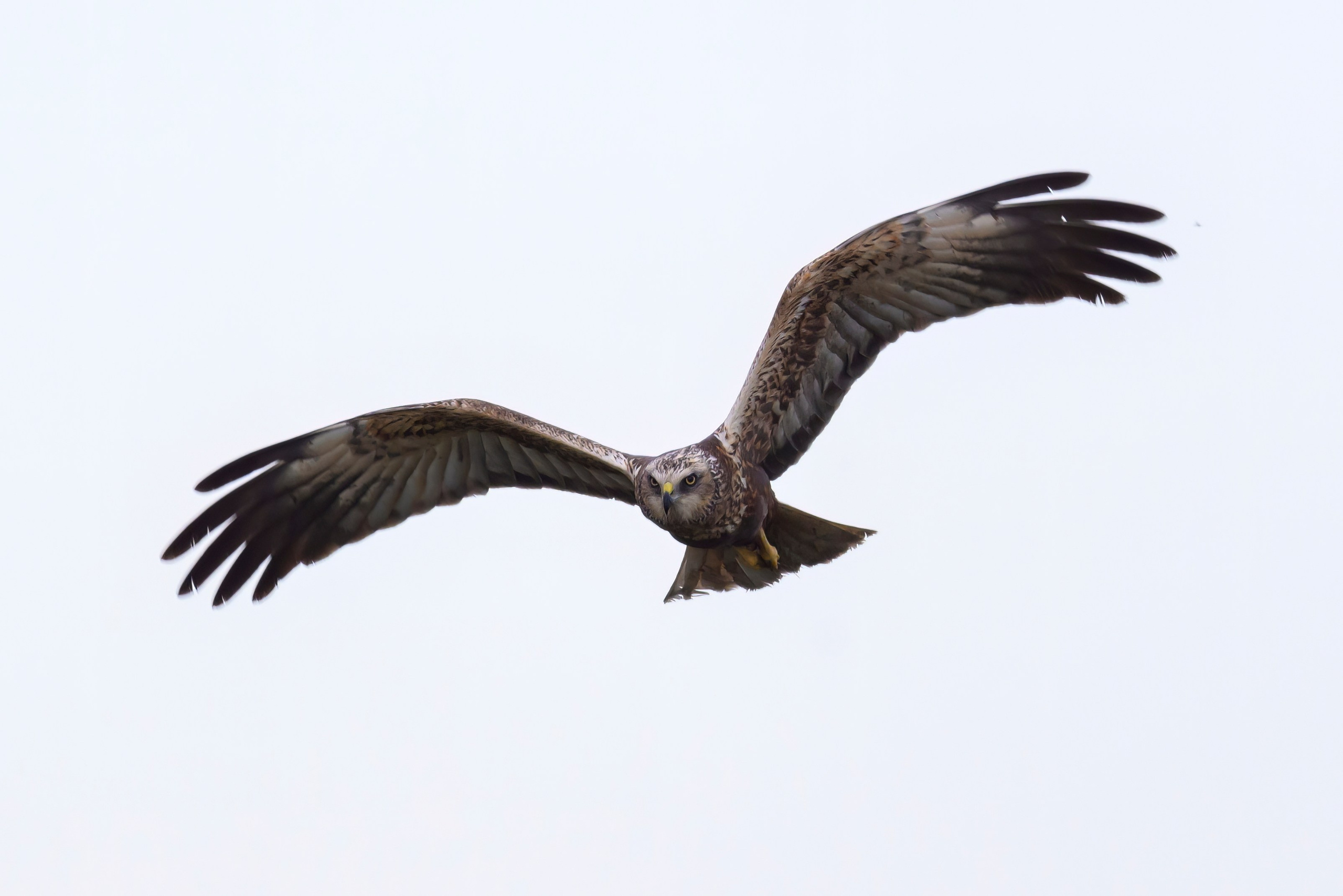 Охота сов и схватка с лунем. Фотограф Сергей Пупонин