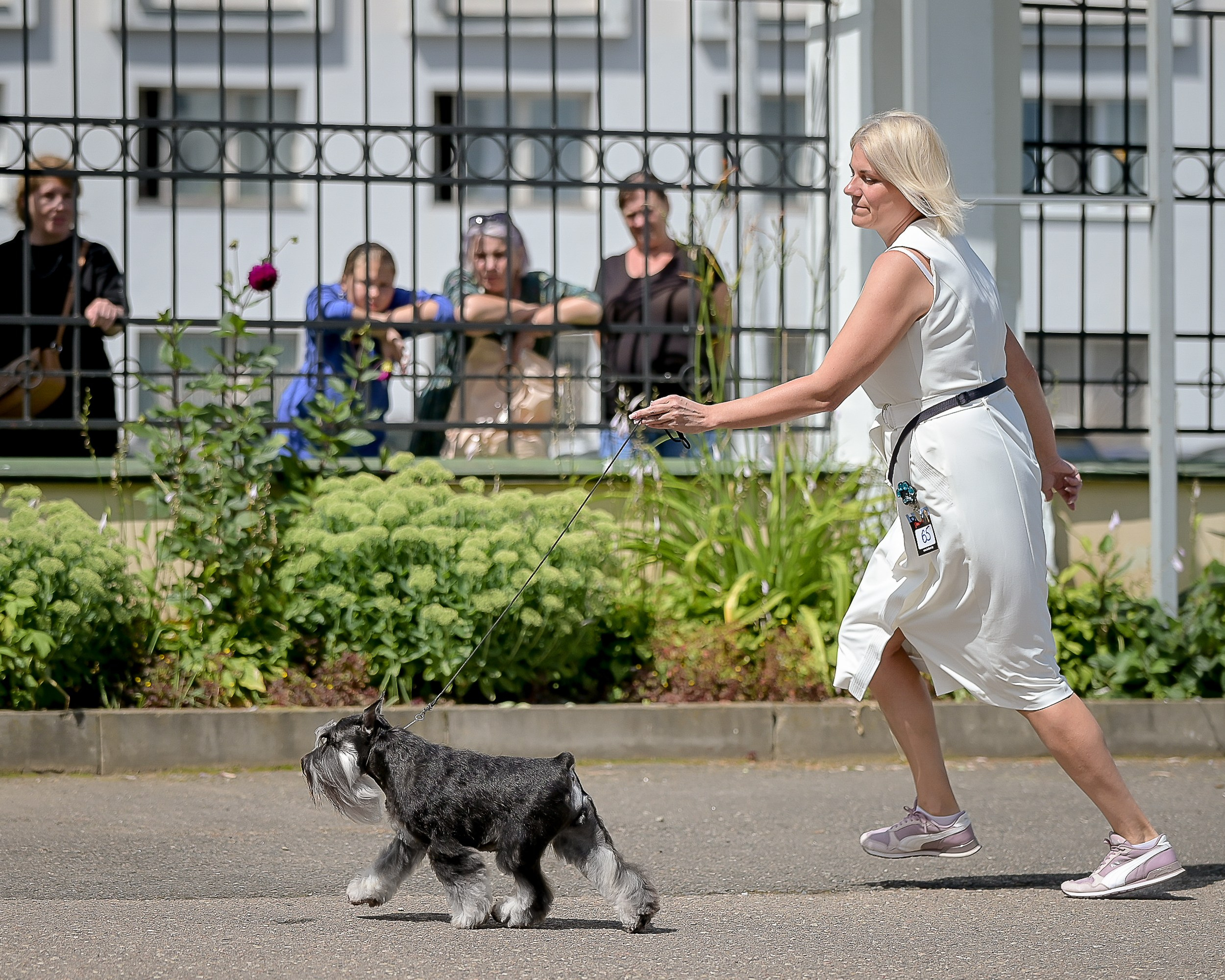 Софи/Asson Ari Vivien Marceau. Питомник цвергшнауцеров в Беларуси «Делинсо Бэлэнс»