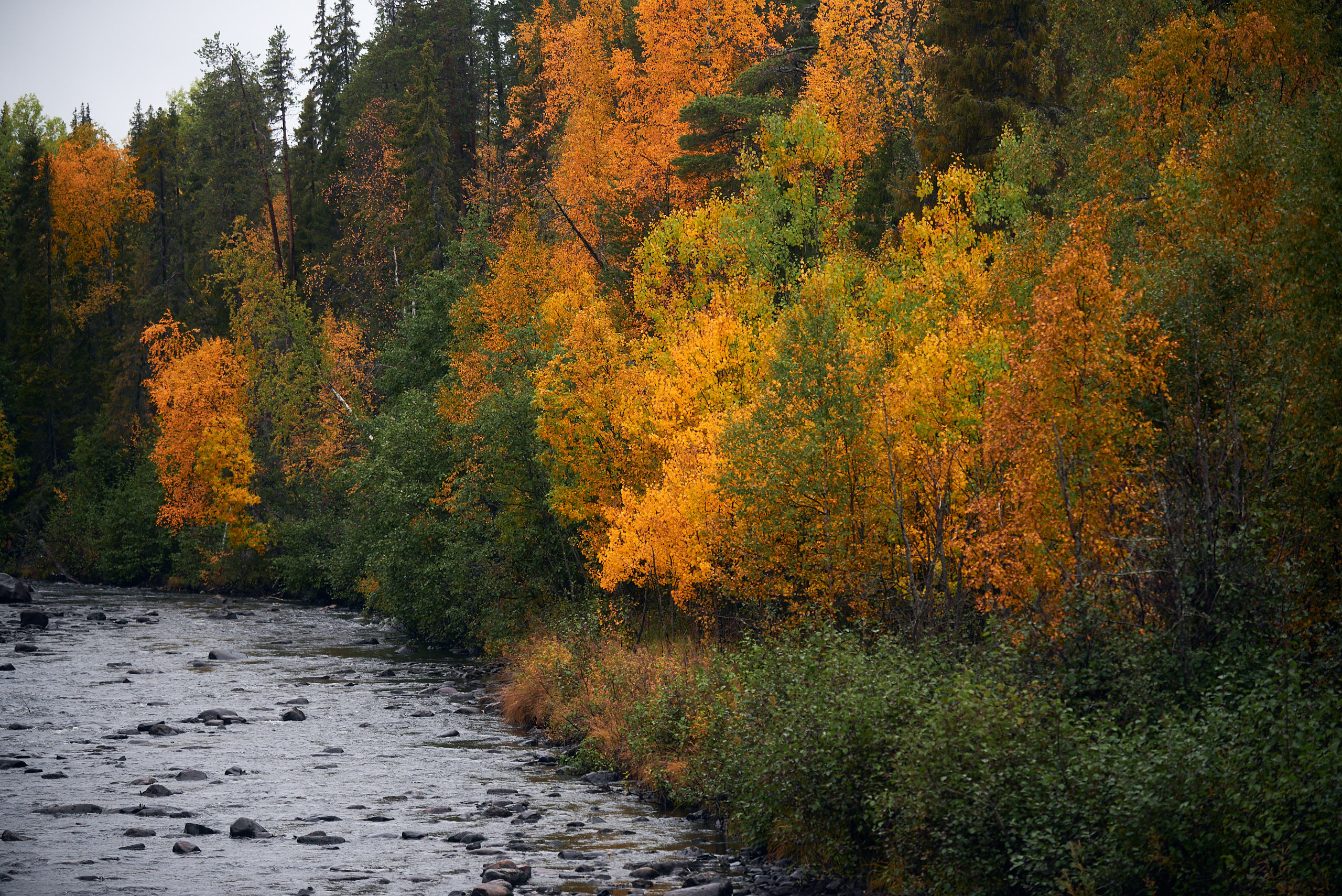 Река Нурис в Национальном парке Паанаярви в осеннем убранстве. Пейзажный фотограф Андрей Баскевич