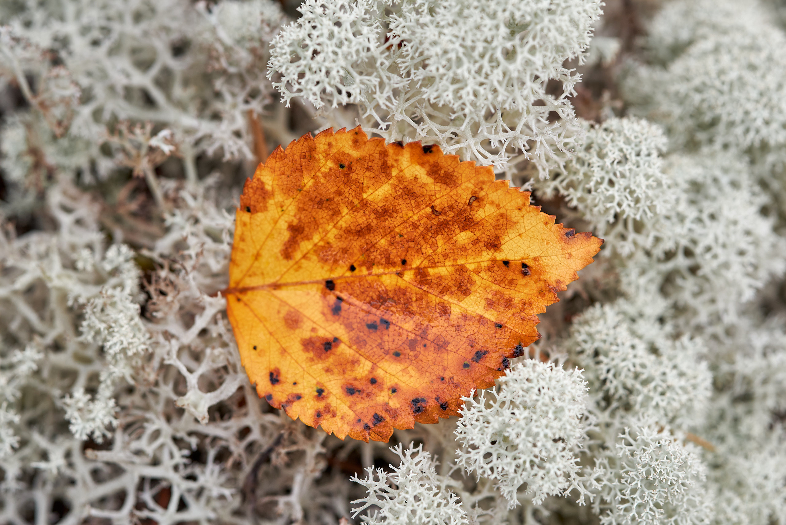Пейзажи северной Карелии. Андрей Баскевич пейзажный и travel-фотограф в Зеленограде