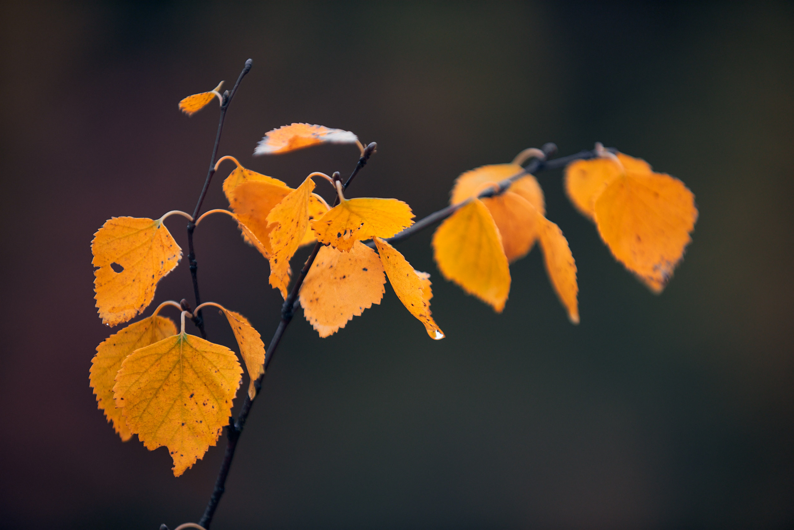 Осенние краски Паанаярви. Пейзажный фотограф Андрей Баскевич