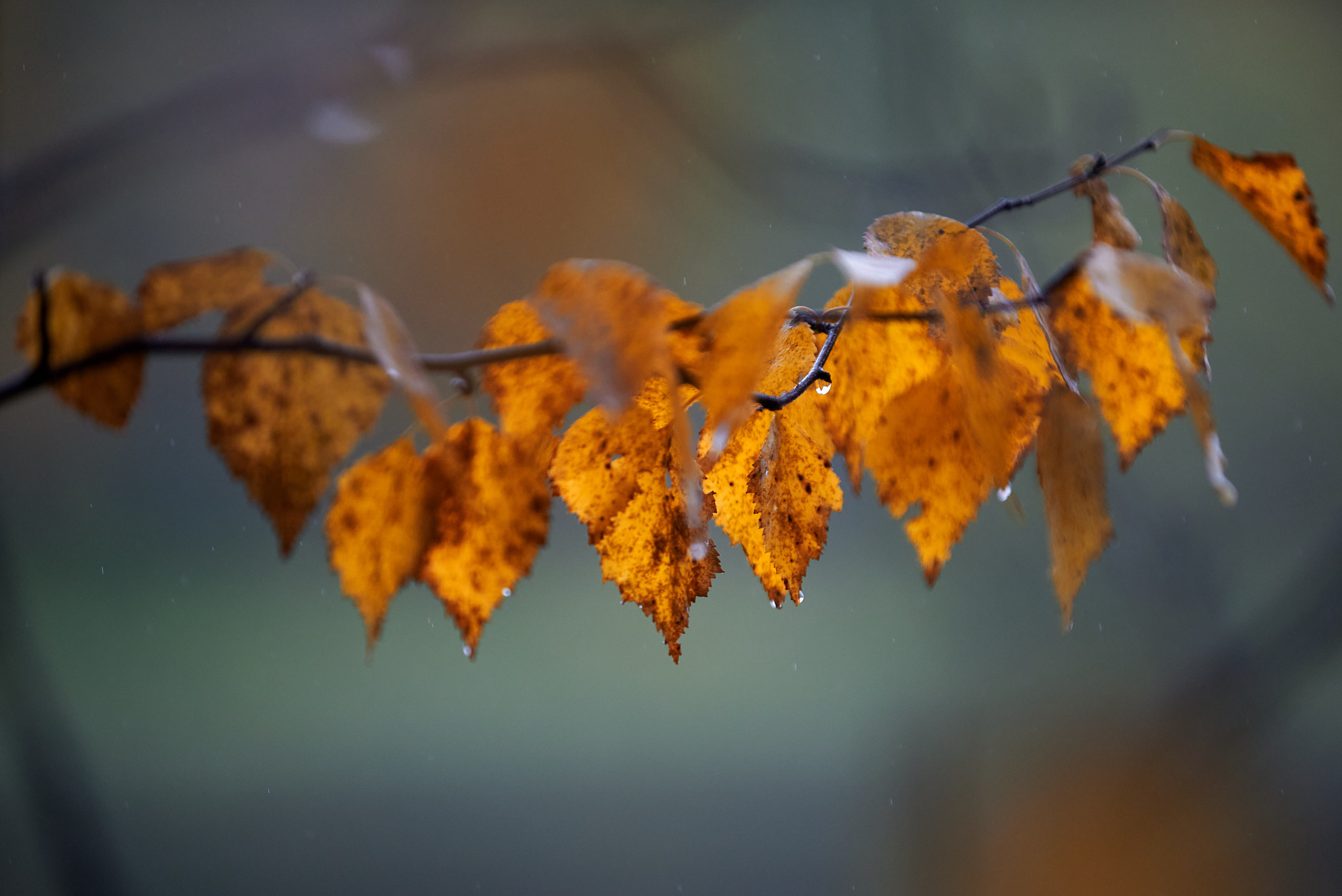 Краски осени. Северная Карелия. Пейзажный фотограф Андрей Баскевич