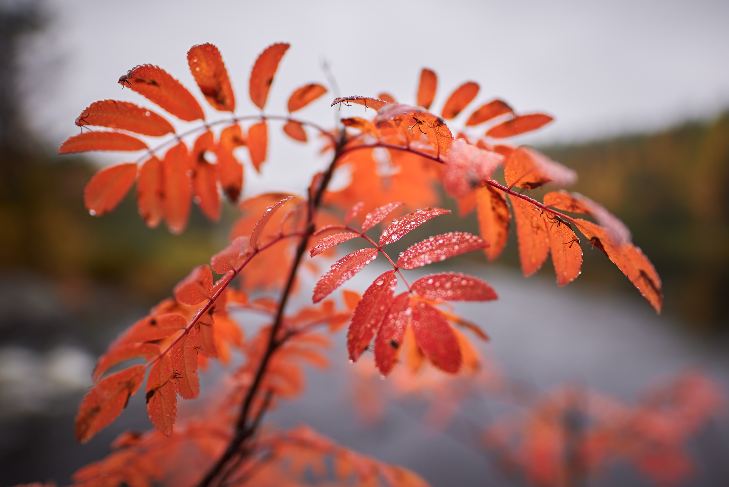 Осенние краски Паанаярви. Пейзажный фотограф Андрей Баскевич