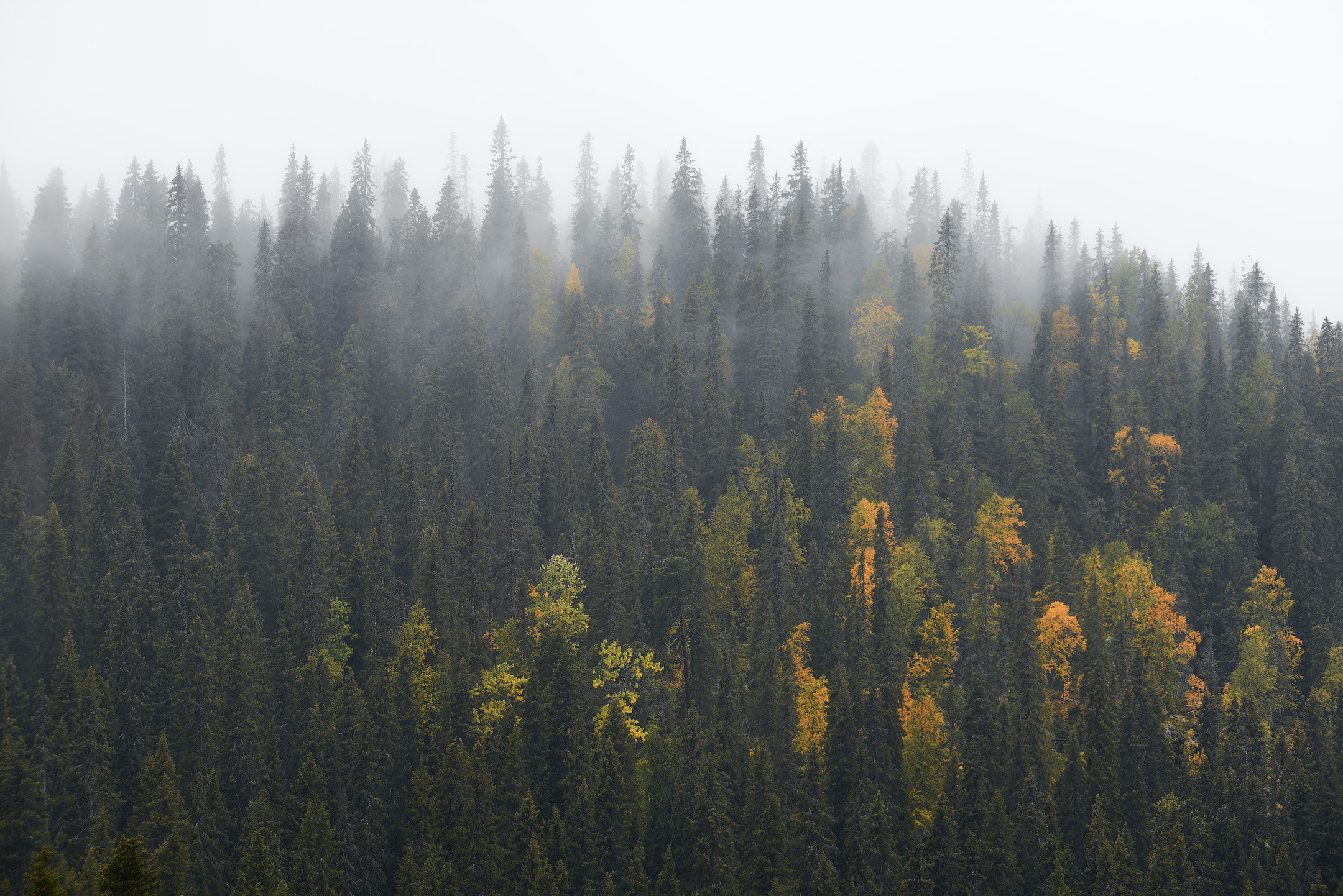 Пейзажи северной Карелии. Андрей Баскевич пейзажный и travel-фотограф в Зеленограде