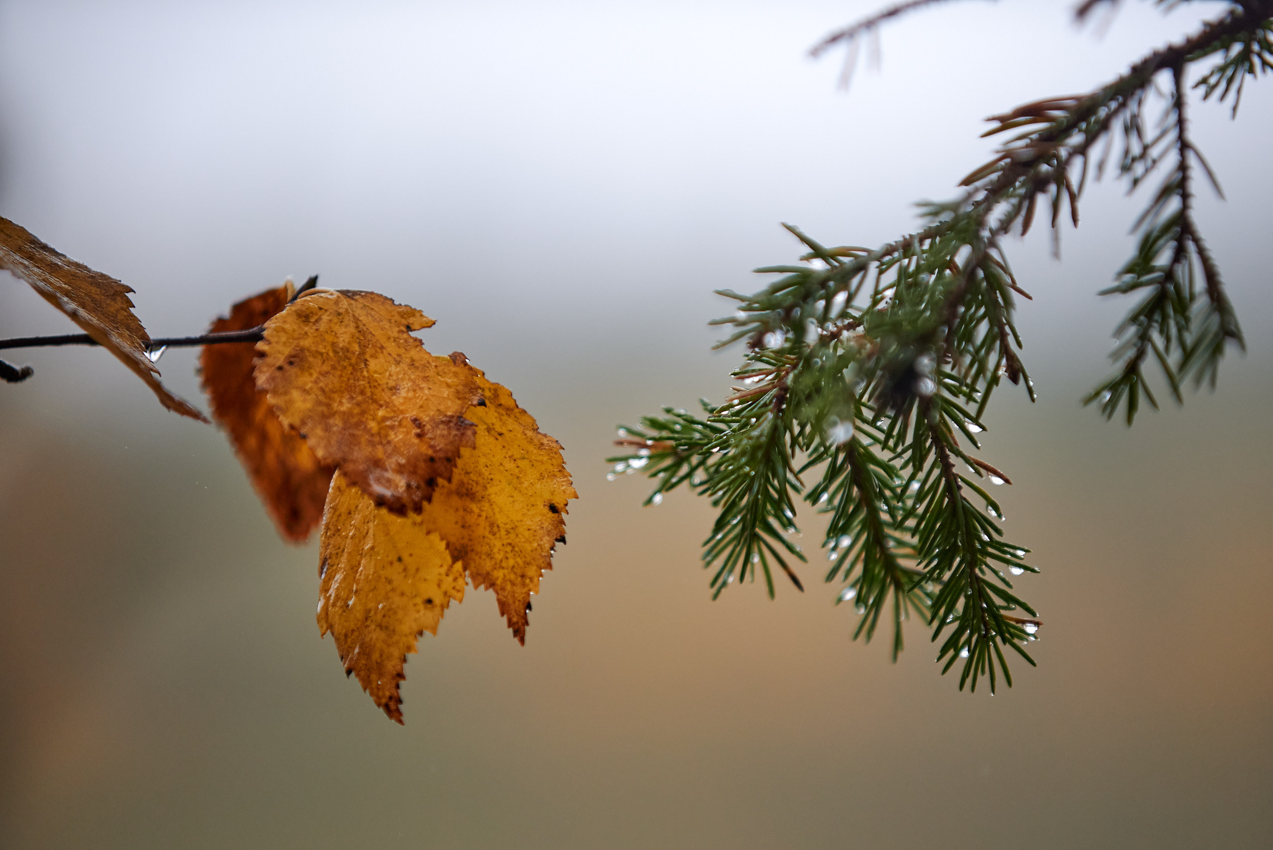 Осенние краски Паанаярви. Пейзажный фотограф Андрей Баскевич