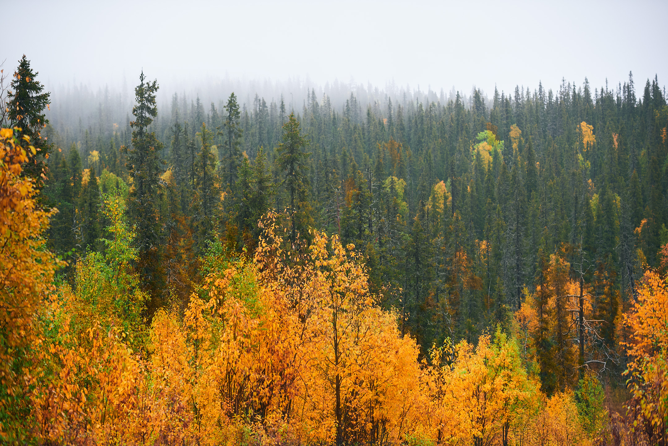 Пейзажи северной Карелии. Андрей Баскевич пейзажный и travel-фотограф в Зеленограде