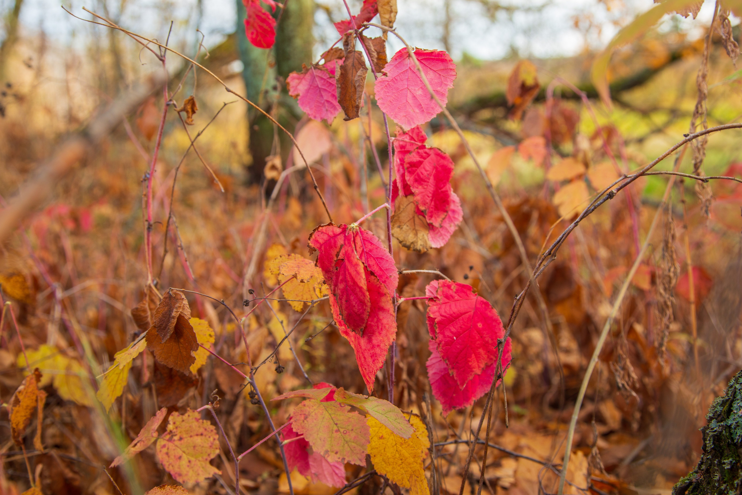 ТВОРЧЕСТВО. Творческая студия АЛНИфото