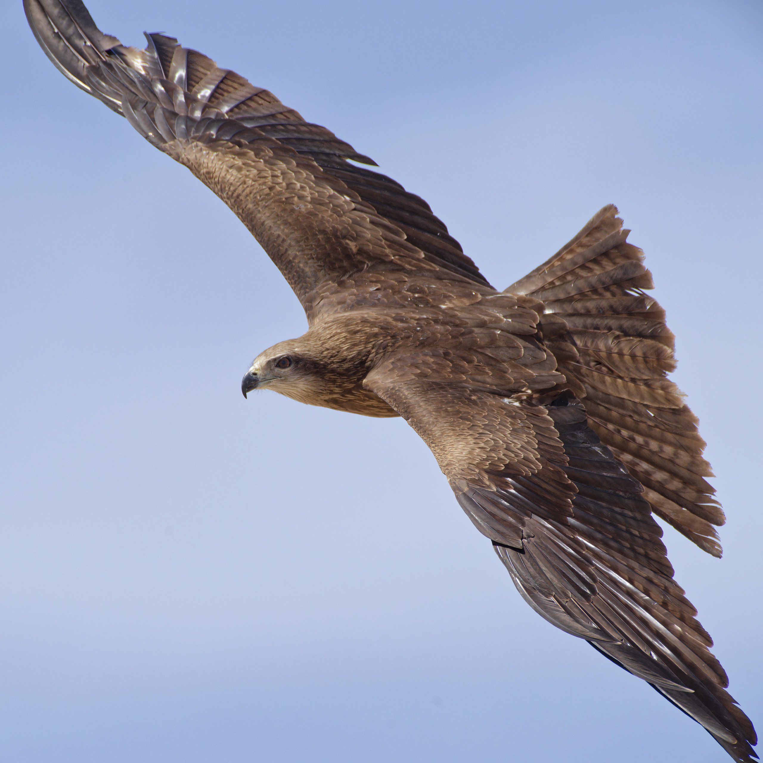 Экспедиция в Монголию (котловина больших озер). Семоха Валерий. Фотограф