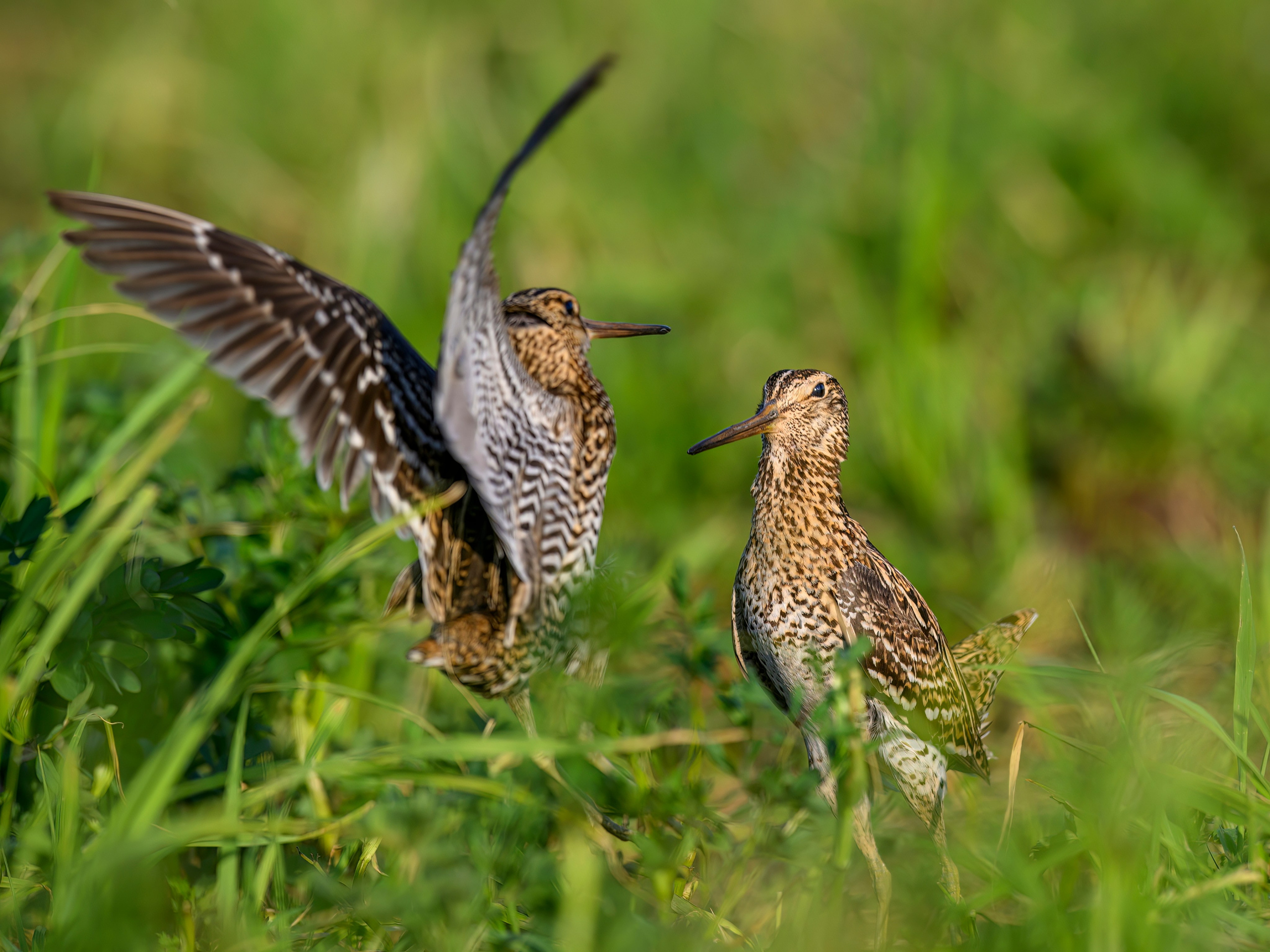 Дупелиный ток: настоящие гусары!. Фотограф Сергей Пупонин