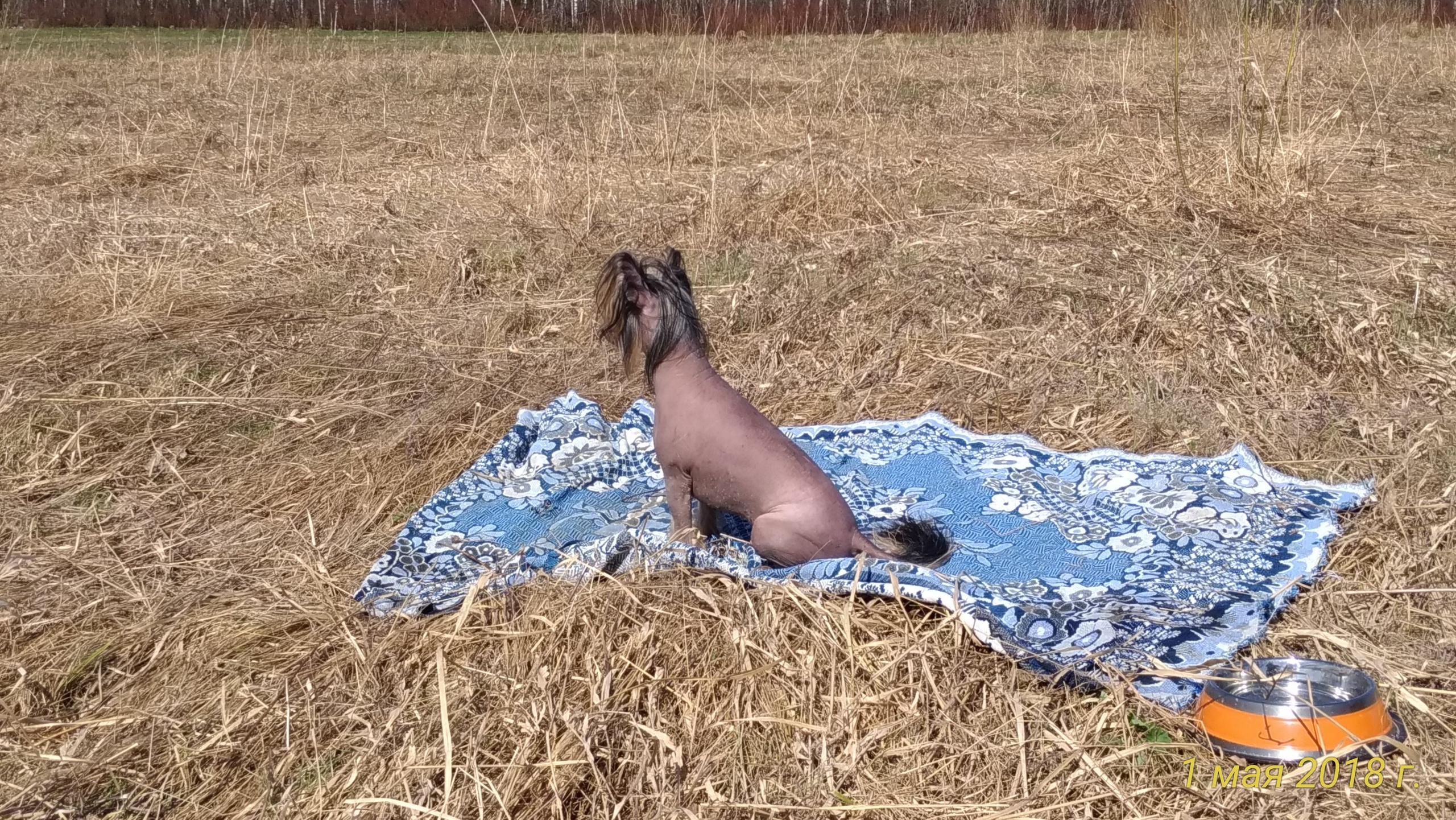 Adventure May 1, 2018 or a nursery on a walk. Chinese Crested Dog Kennel Poale Ell