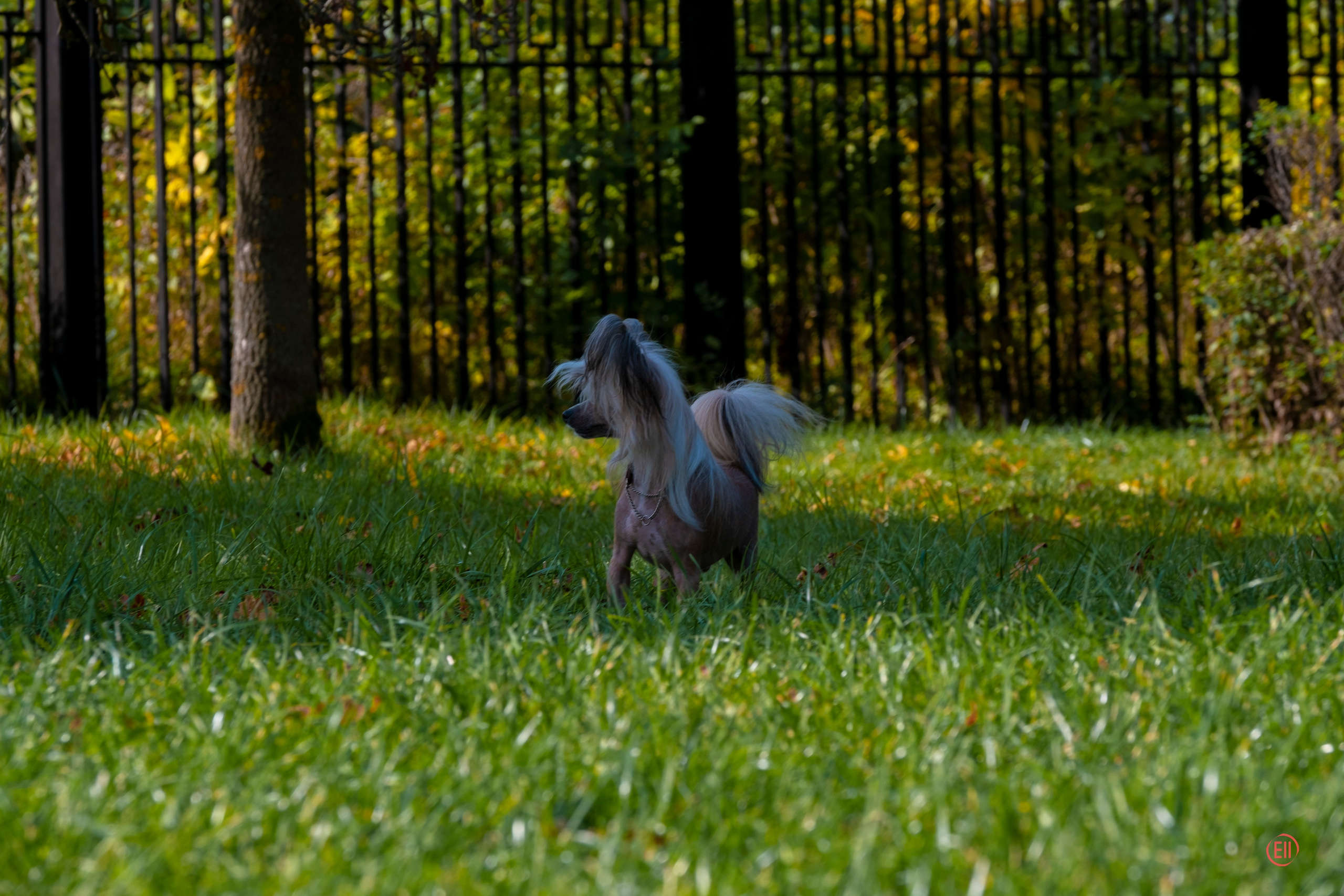 On a walk. Chinese Crested Dog Kennel Poale Ell