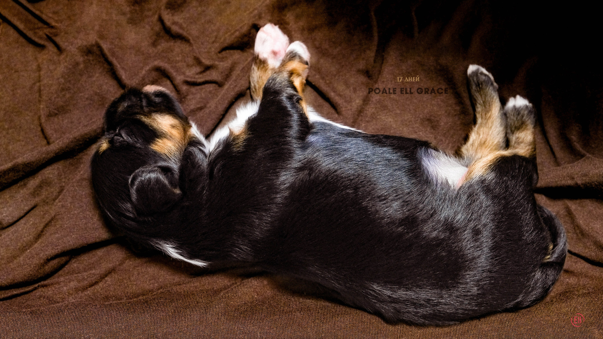 Poale Ell Grace 17 дней