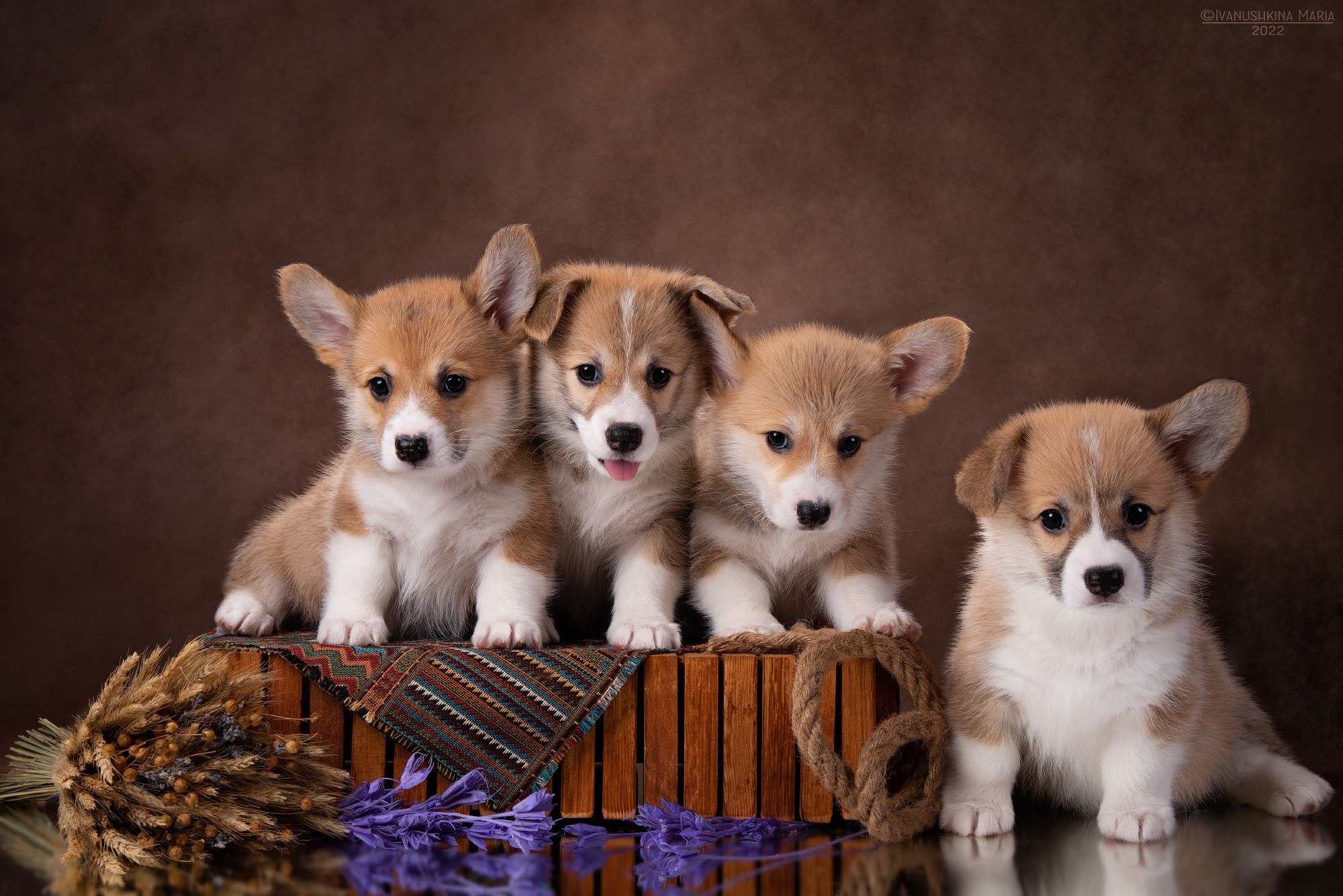 Фотосессия щенков на фонах. Фотограф собак в Москве и Московской области Иванушкина Мария