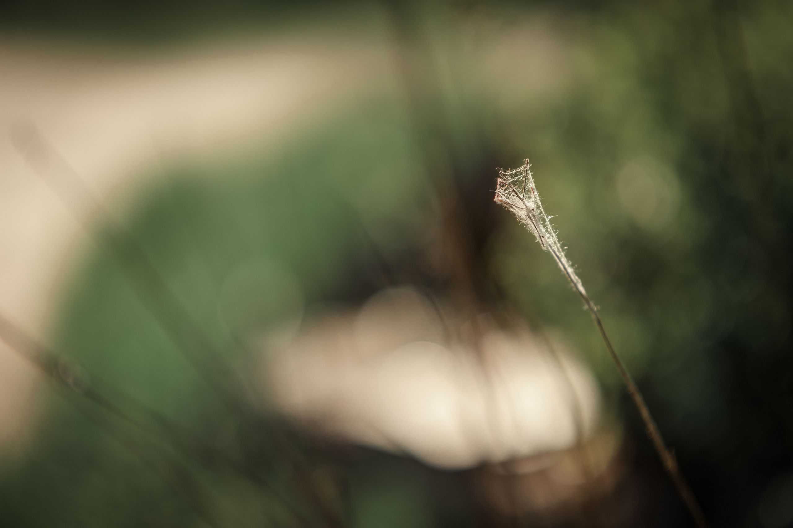 Наталия и Дмитрий. Дмитрий Черяник свадебный и семейный фотограф
