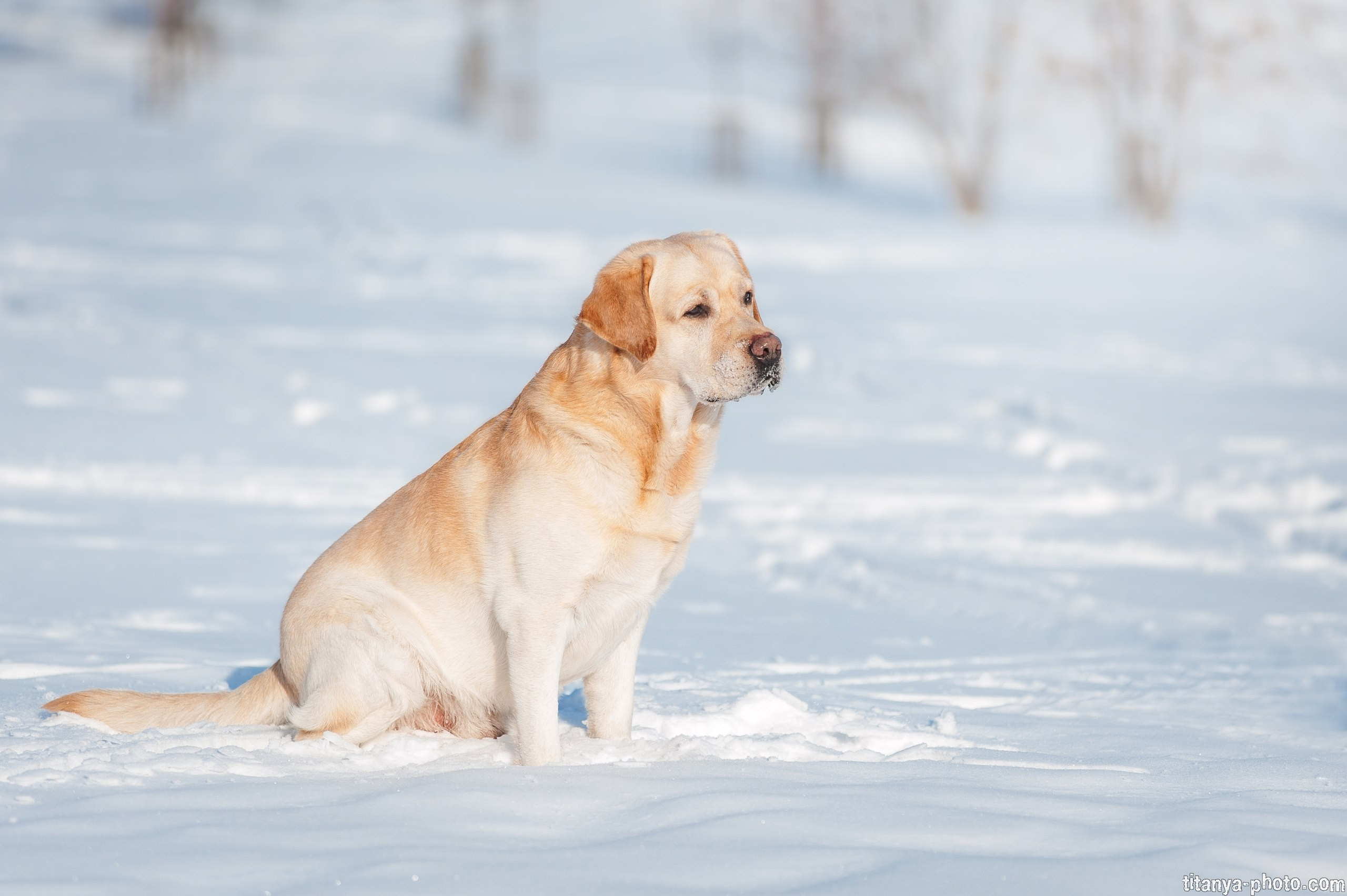 Фотограф собак, фотограф-анималист Аня Титова (Titanya). Москва
