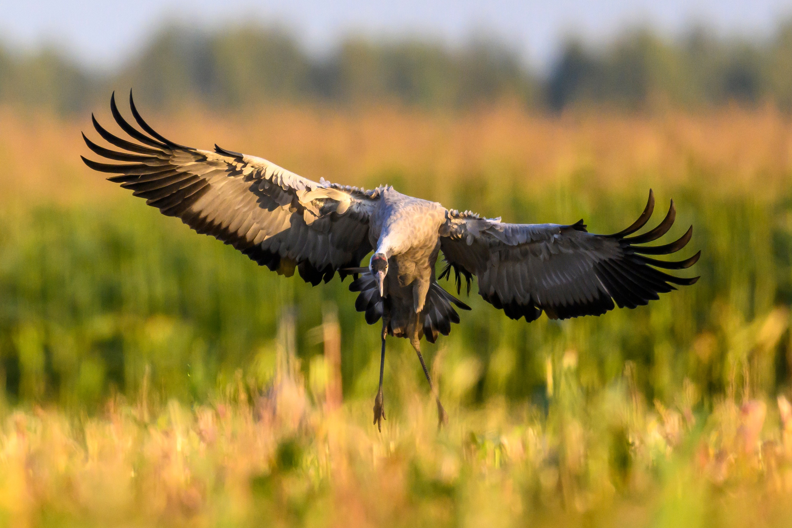 Серый журавль. Фотограф Сергей Пупонин
