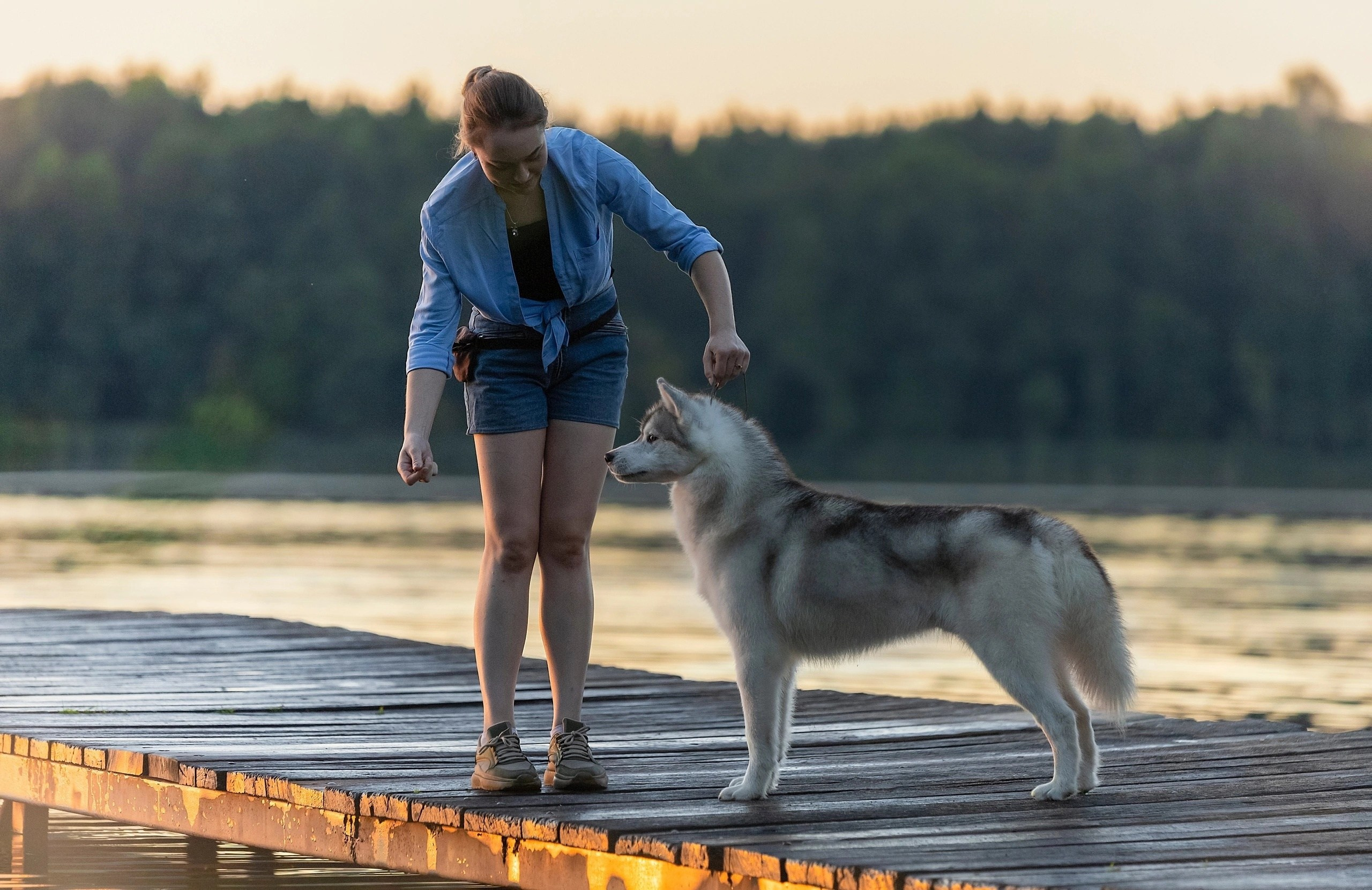 Разные красивые фотографии. Купить щенка Вельш-корги-кардиган в семейном питомнике — Ice Fantasy