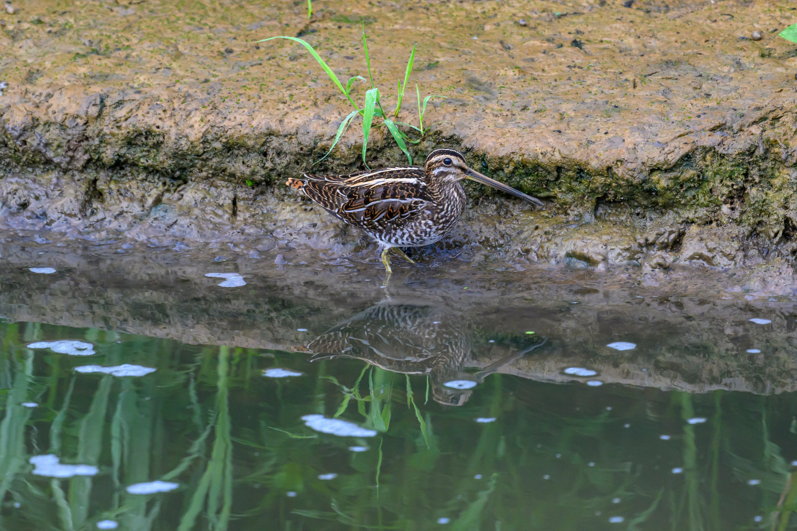 Фифи и бекасы | Woodcocks and snipes. Фотограф Сергей Пупонин