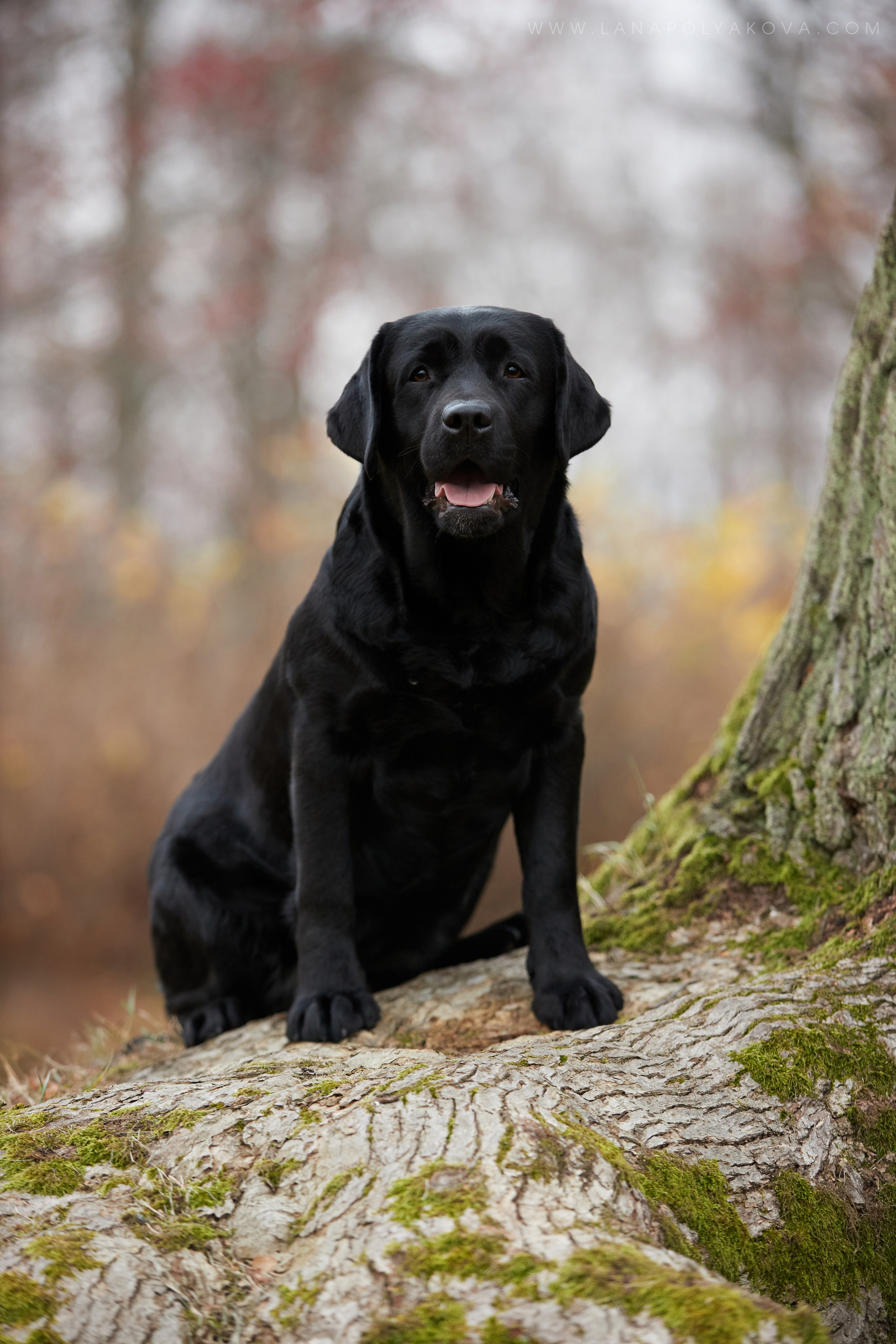 ВЫЕЗДНЫЕ ФОТОСЕССИИ СОБАК. ФОТОГРАФ-АНИМАЛИСТ l LANA POLYAKOVA