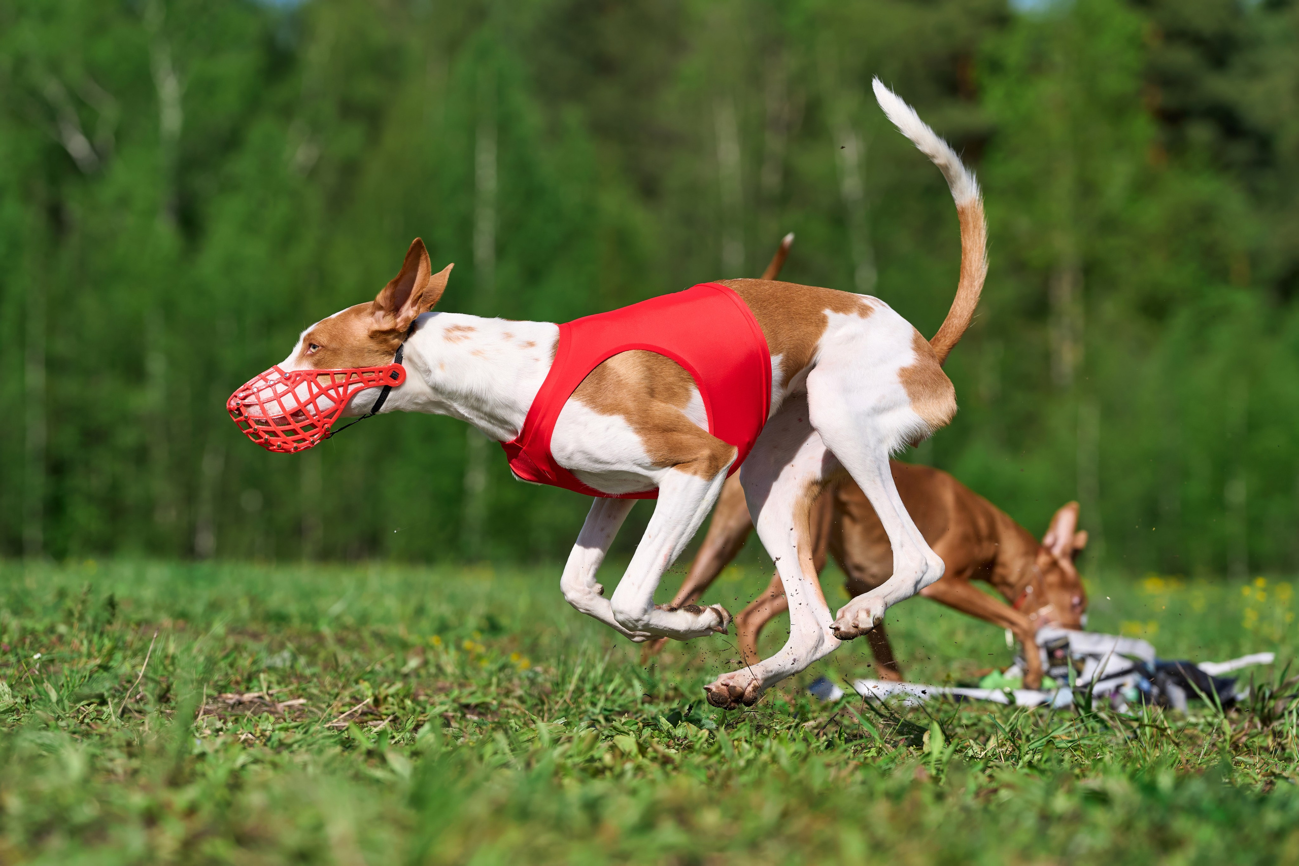Квалификация по курсингу Донино. Фотограф-анималист Михаил Манухин