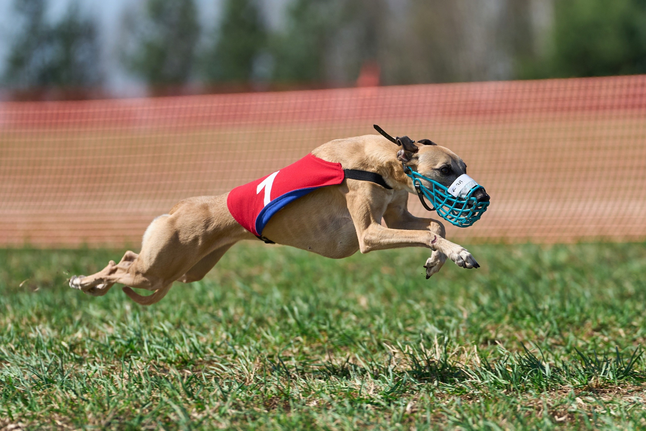 Квалификация по рейсингу. Фотограф-анималист Михаил Манухин