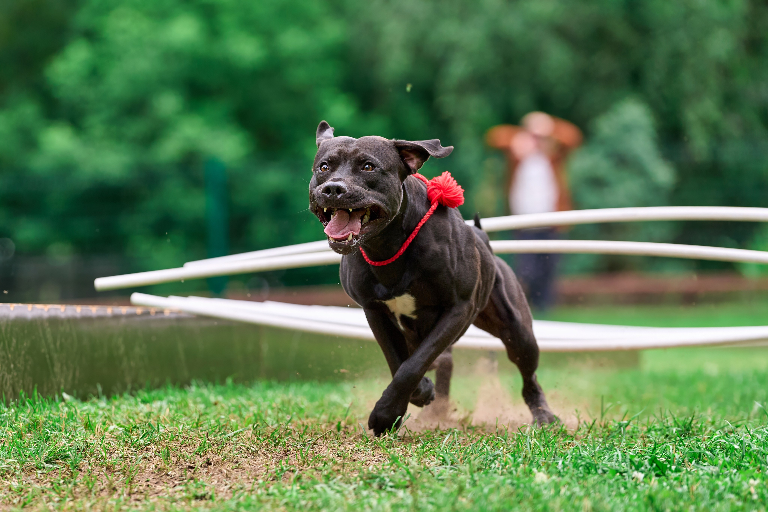 Двухдневные соревнования «Jump'n'Gym Fest — 2024». Фотограф-анималист Михаил Манухин