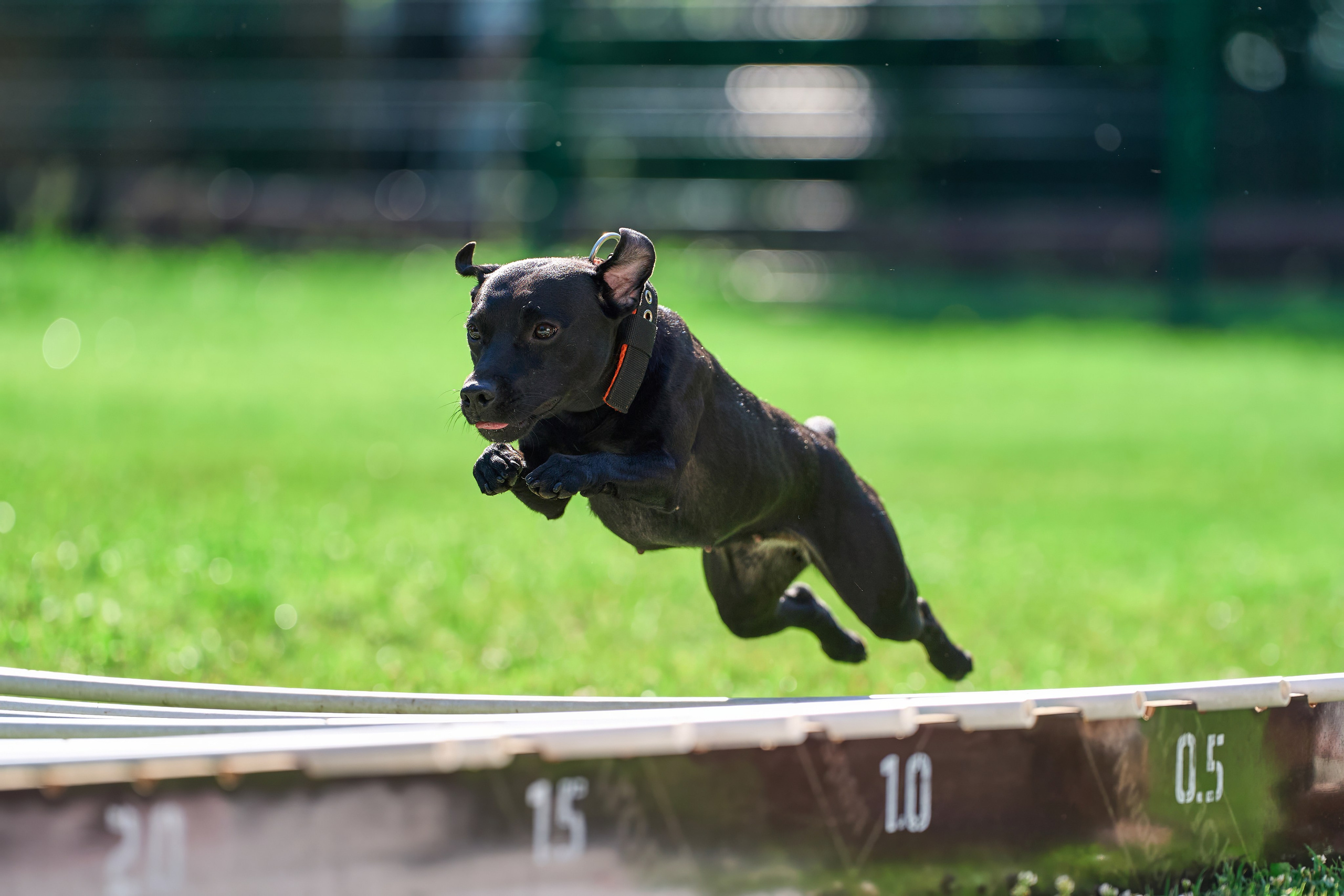 Двухдневные соревнования «Jump'n'Gym Fest — 2024». Фотограф-анималист Михаил Манухин