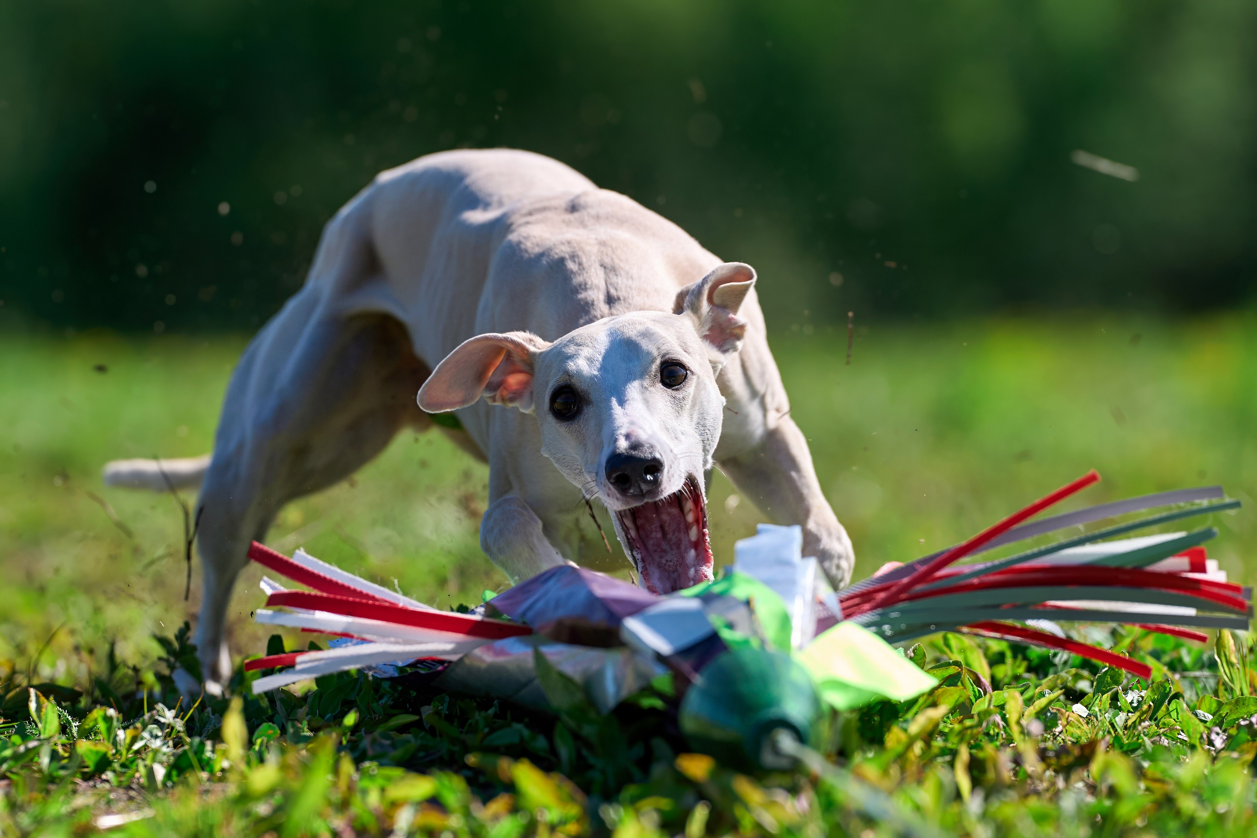 Квалификация по курсингу Донино. Фотограф-анималист Михаил Манухин