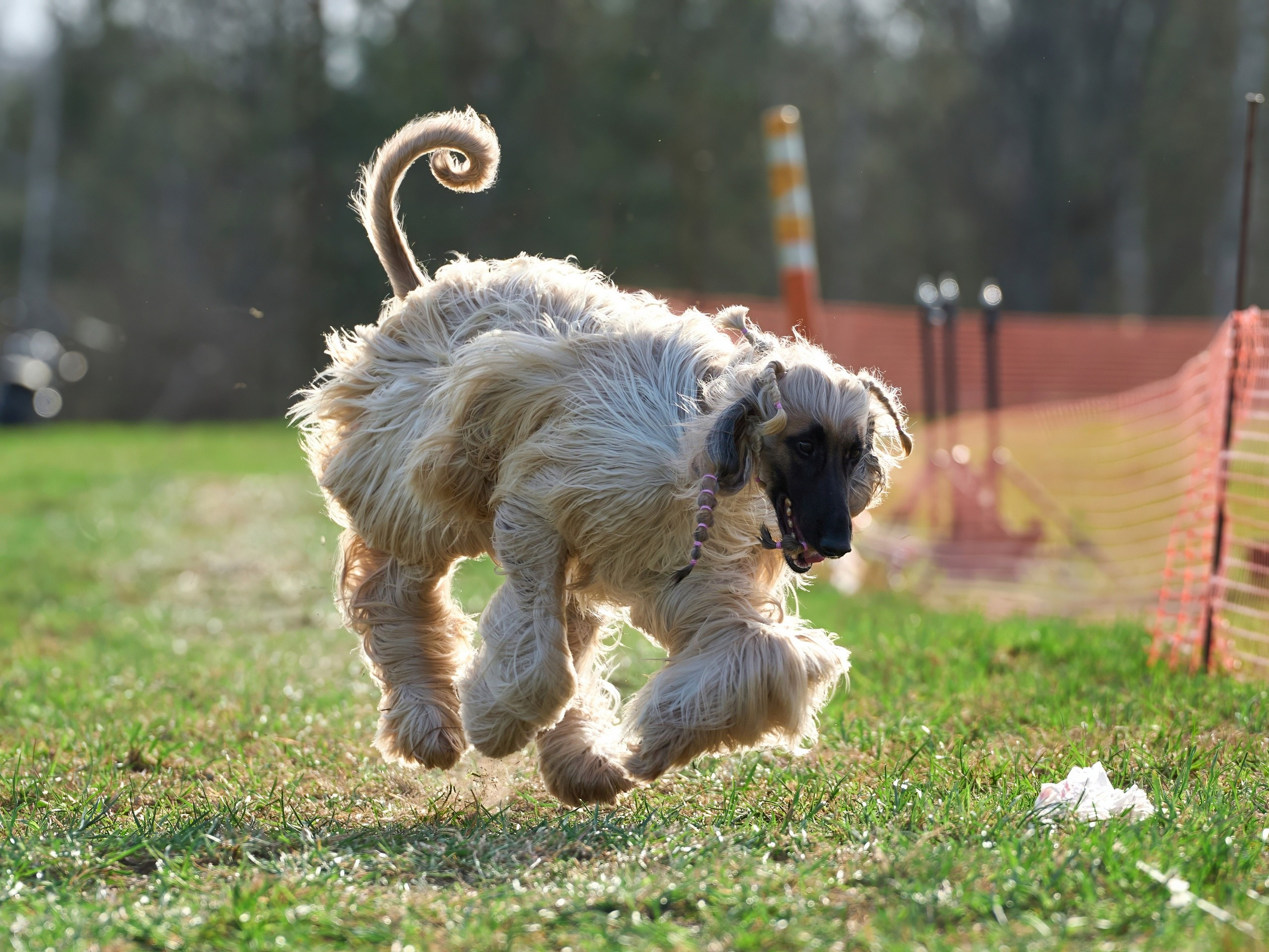 Квалификация по рейсингу. Фотограф-анималист Михаил Манухин