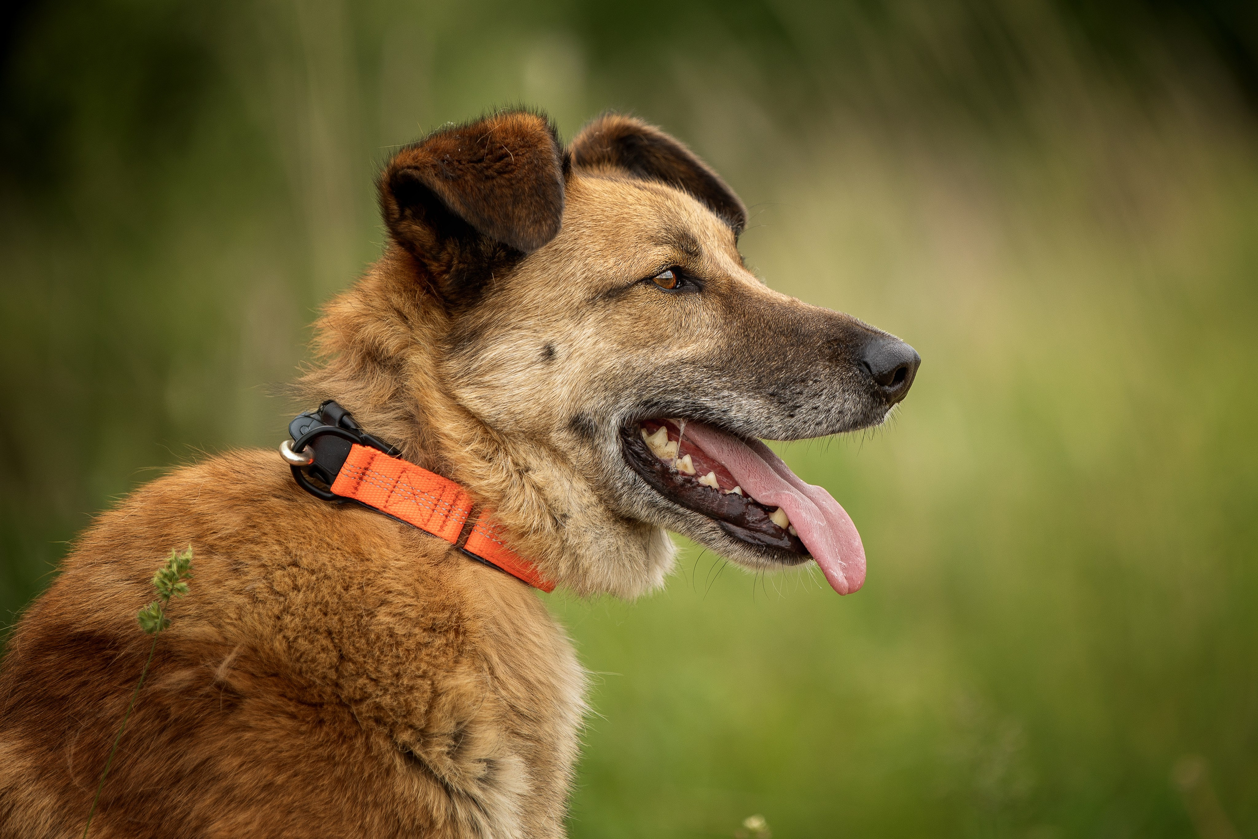ИЩУТ ДОМ. Фотограф-анималист в Москве и Подмосковье