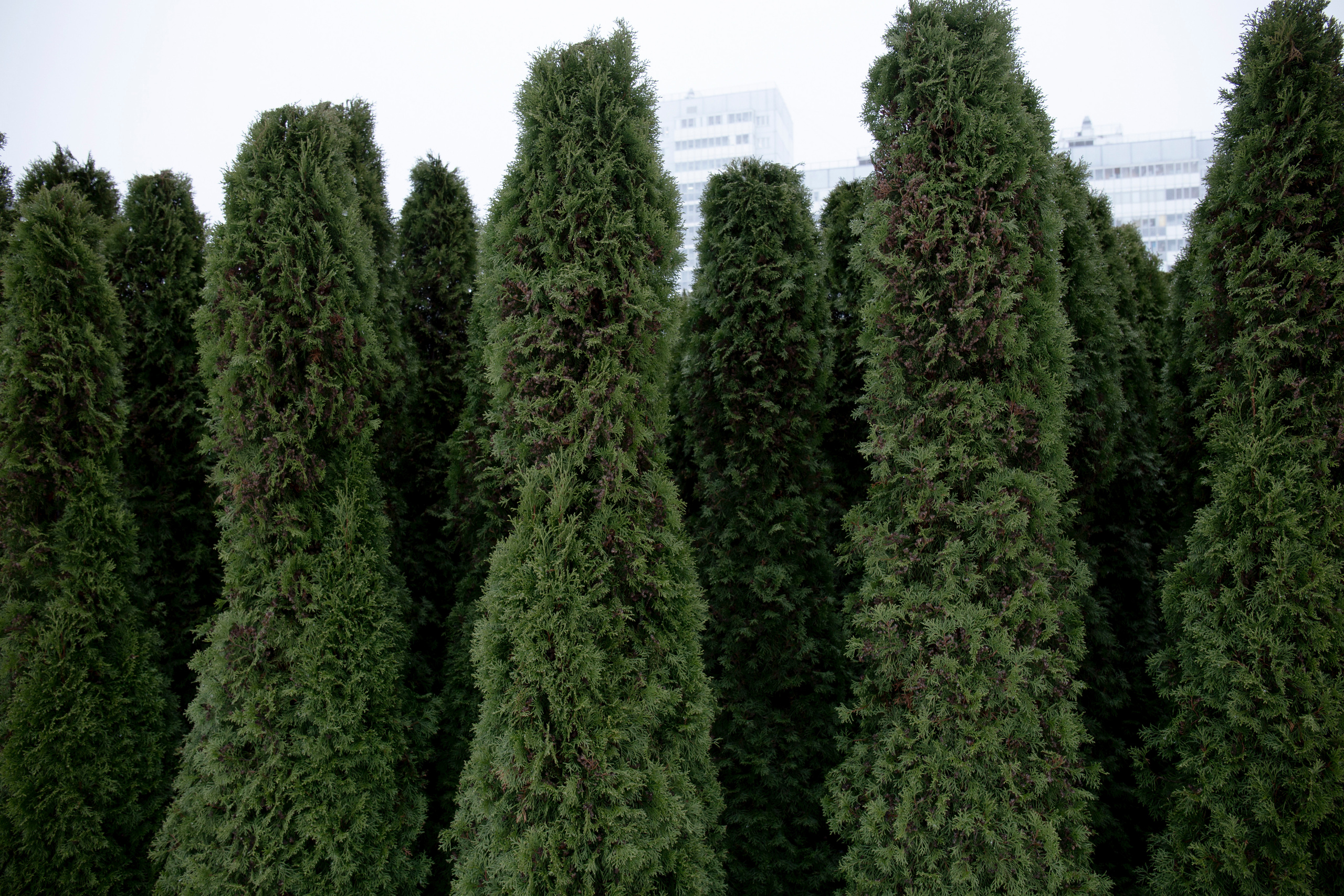 Chapter 1. Failure. Aleksandra Mikhailova multimedia artist