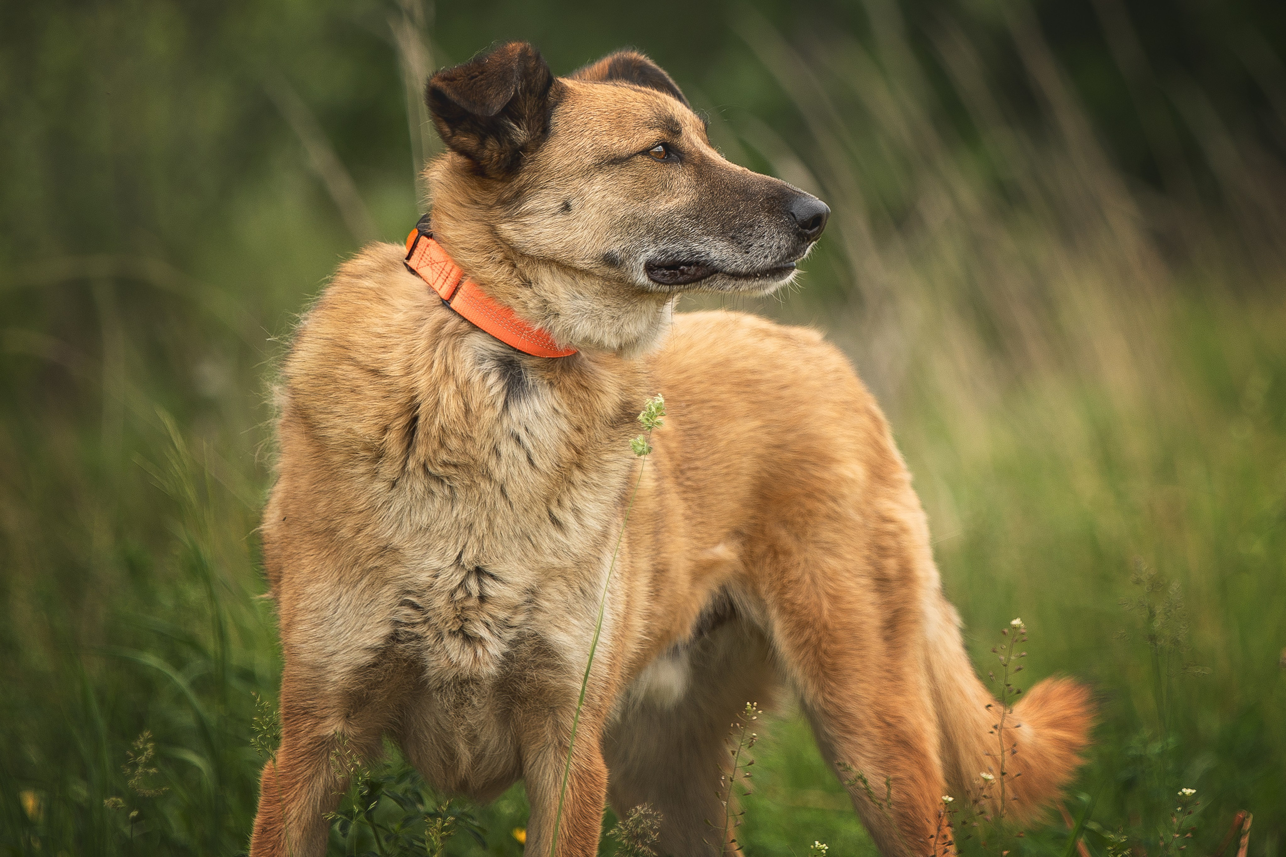 ИЩУТ ДОМ. Фотограф-анималист в Москве и Подмосковье
