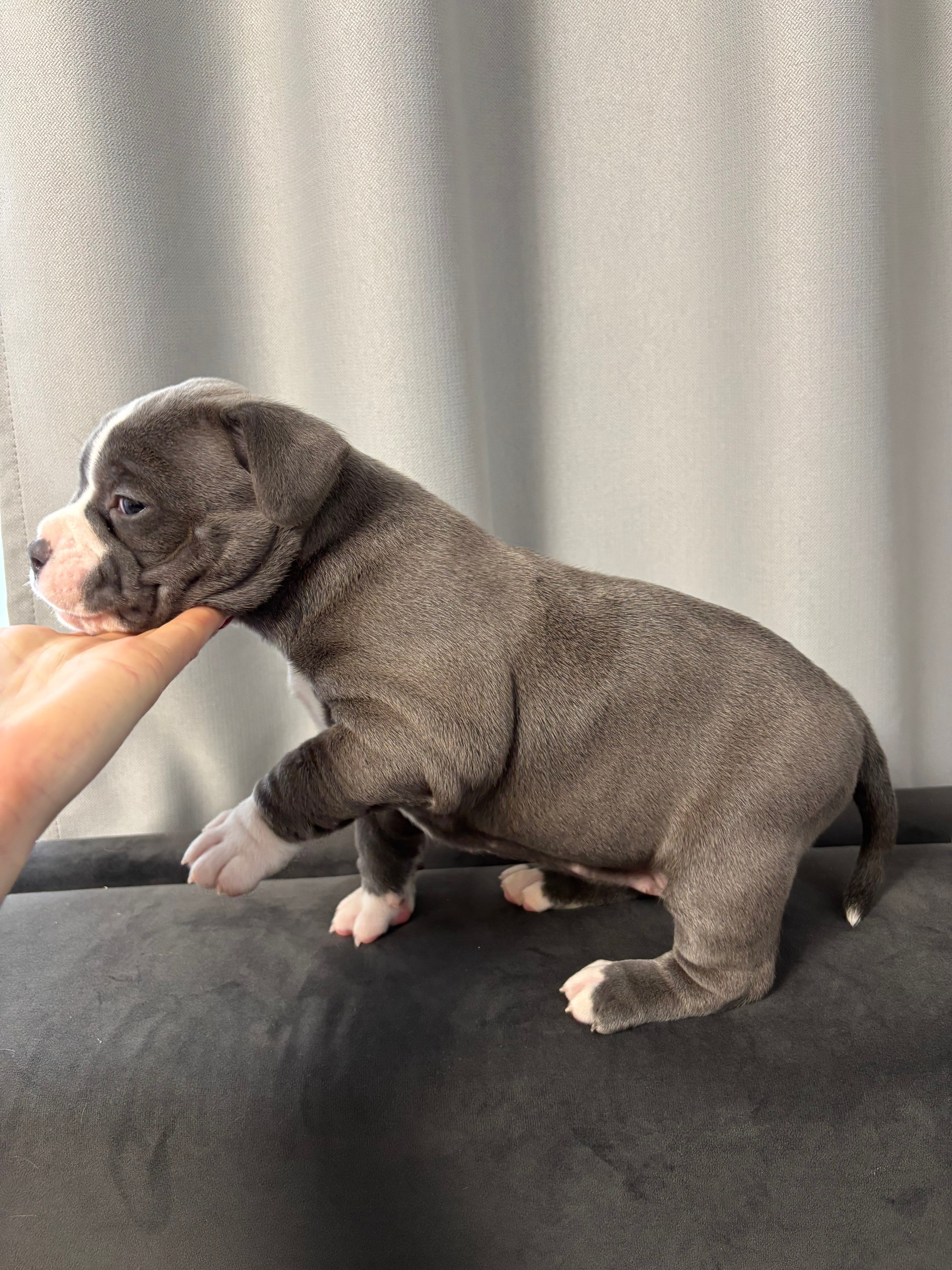 Помет Рич и Дося 04.02.25. Американский Булли в г. Ростов-на-Дону. Питомник THE POWER OF SIBERIA