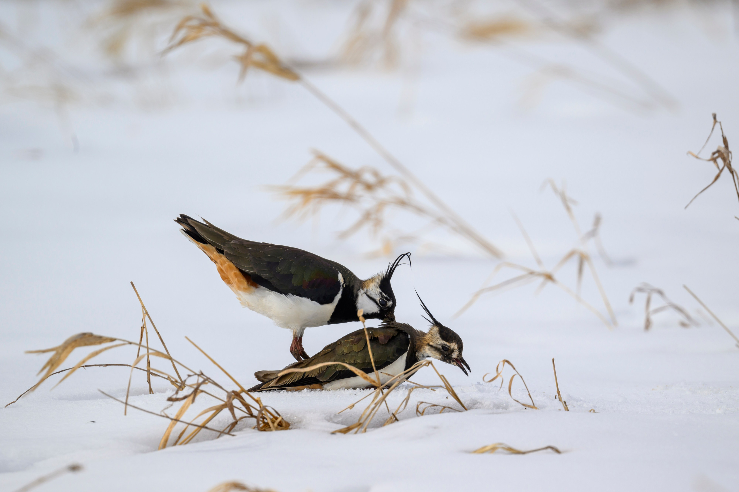 Сова, журавли и свадьба чибисов. Wildlife photography by Sergey Puponin