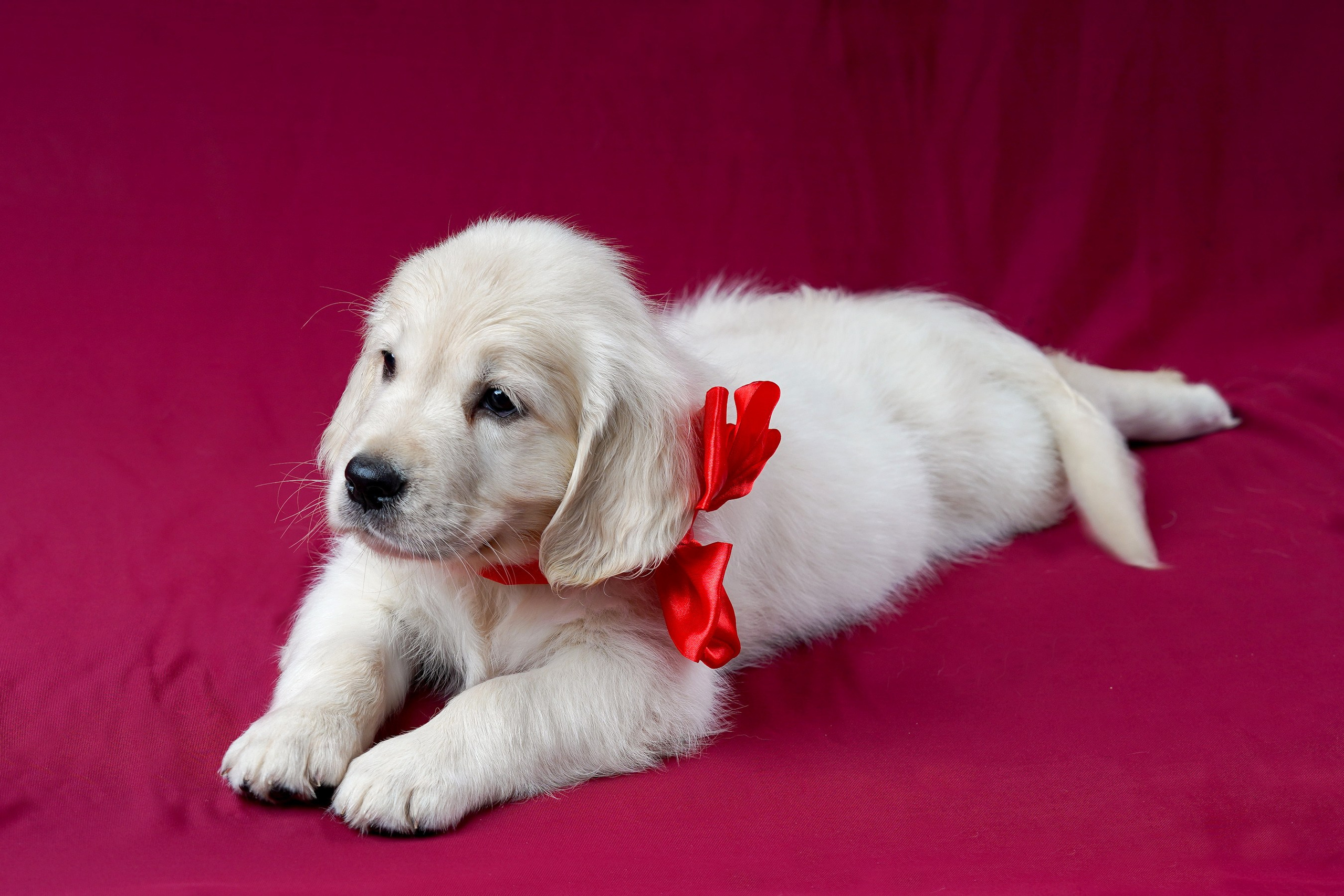 съемка собак, съемка щенков , съемка собак для авито, съемка щенков для авито, грумминг, фотограф животных. фотограф собак,съемка собак Нижний Новгород, съемка собак Бор,