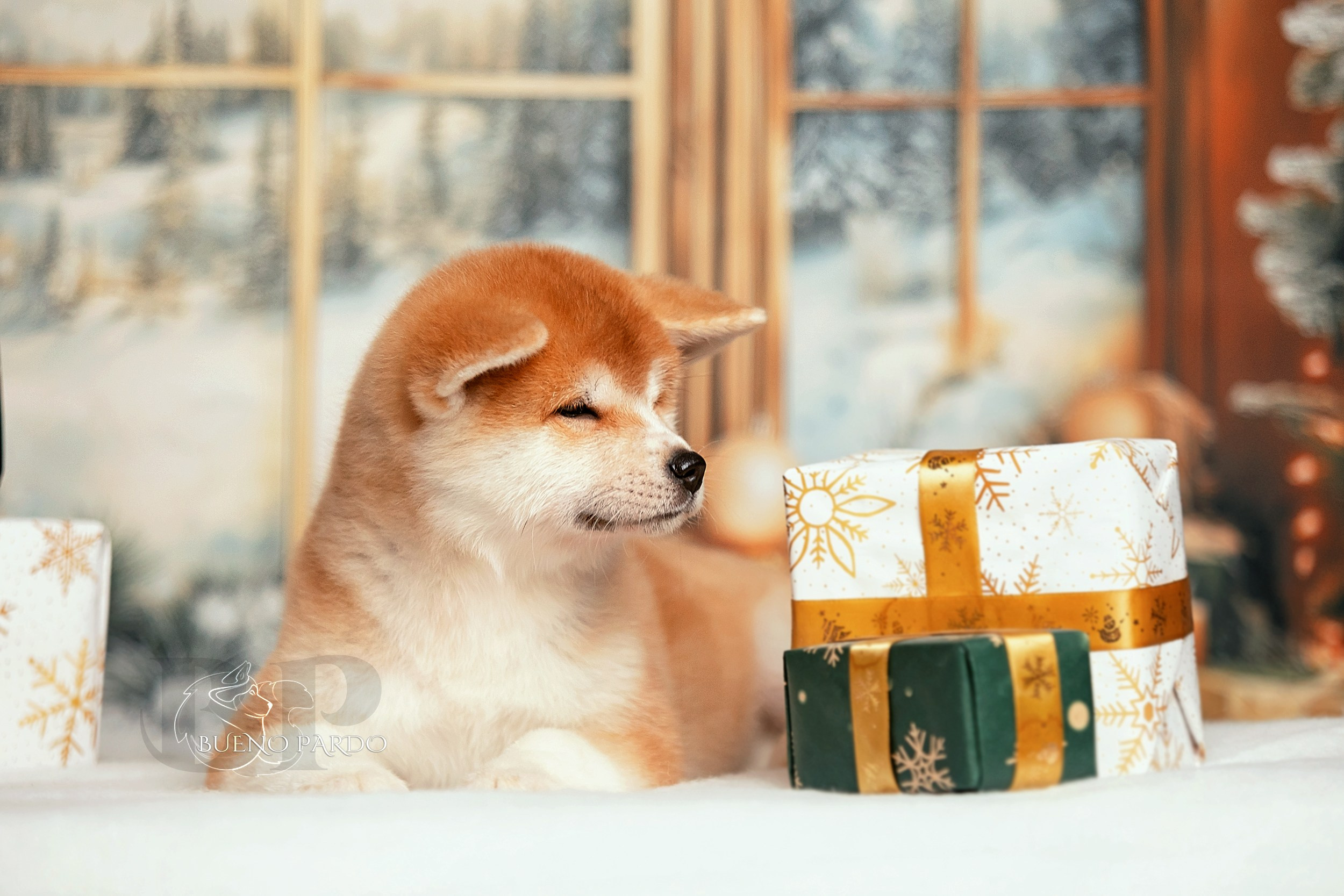 Щенки японской акита ину из питомника. Питомник собак Акита, Хаски, Корги