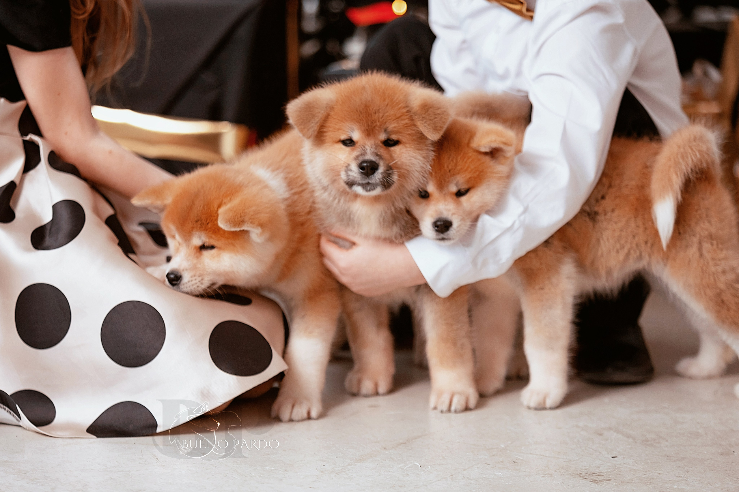 Щенки японской акита ину из питомника. Питомник собак Акита, Хаски, Корги