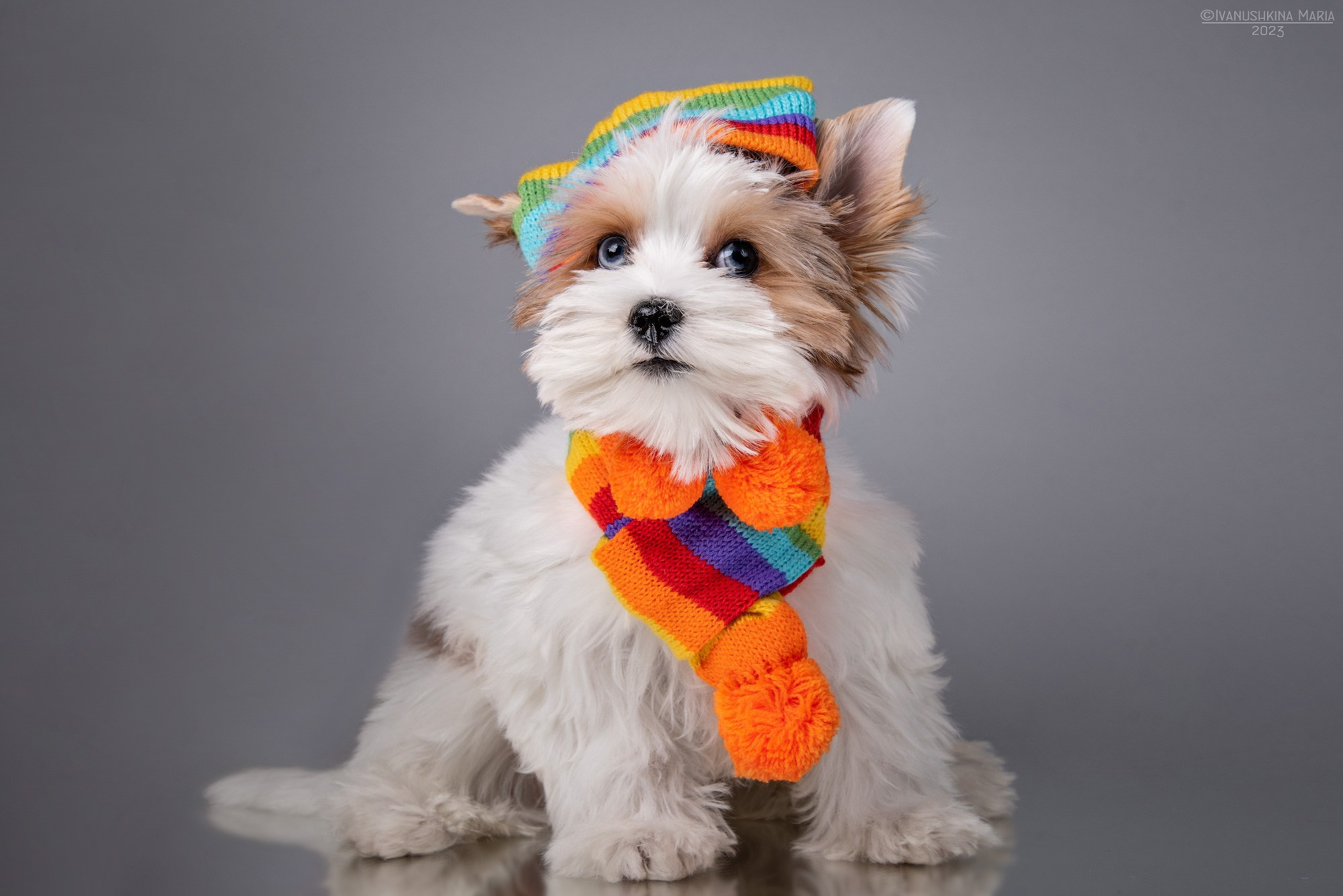 щенок йорка в шапочке